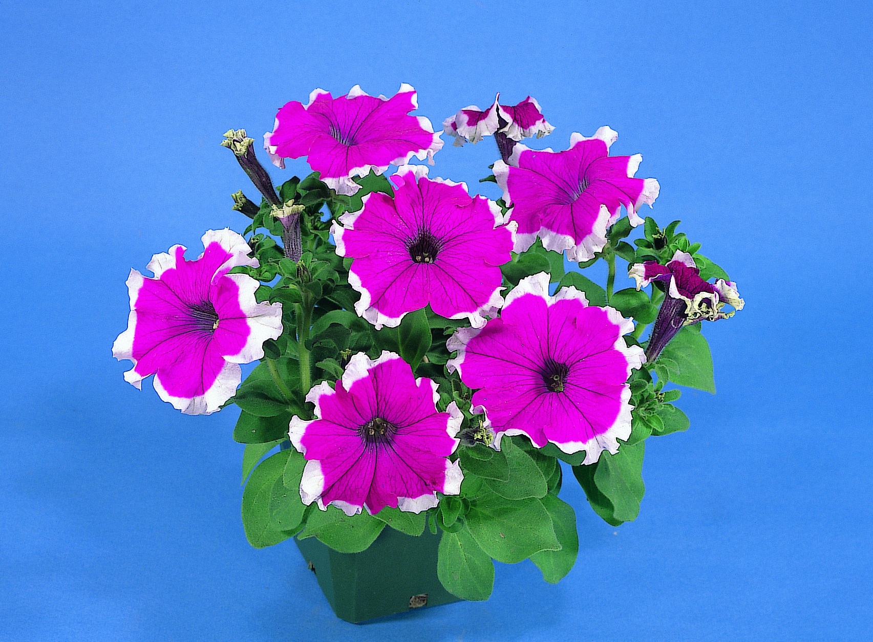 Petunia grandiflora F1 Hulahoop Velvet