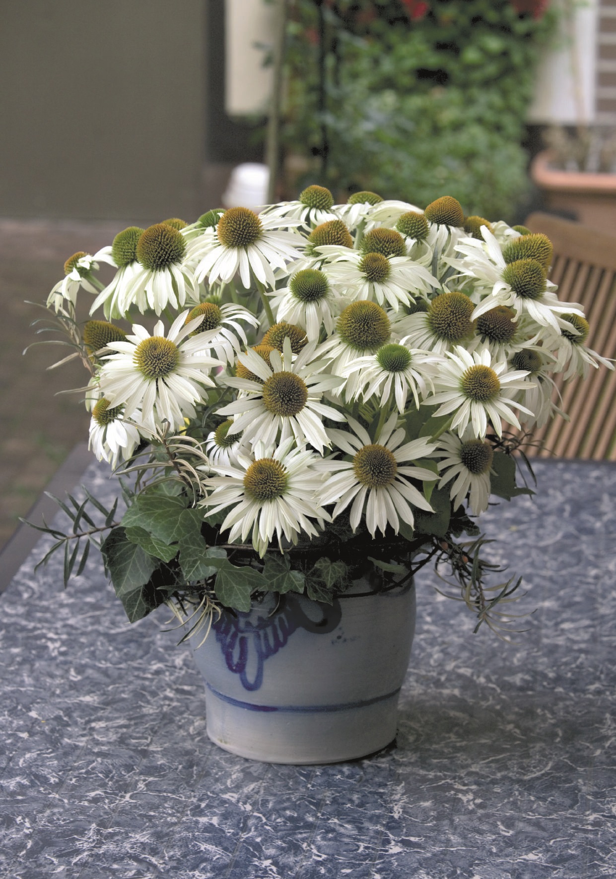 Echinacea purpurea Primadonna Weiß