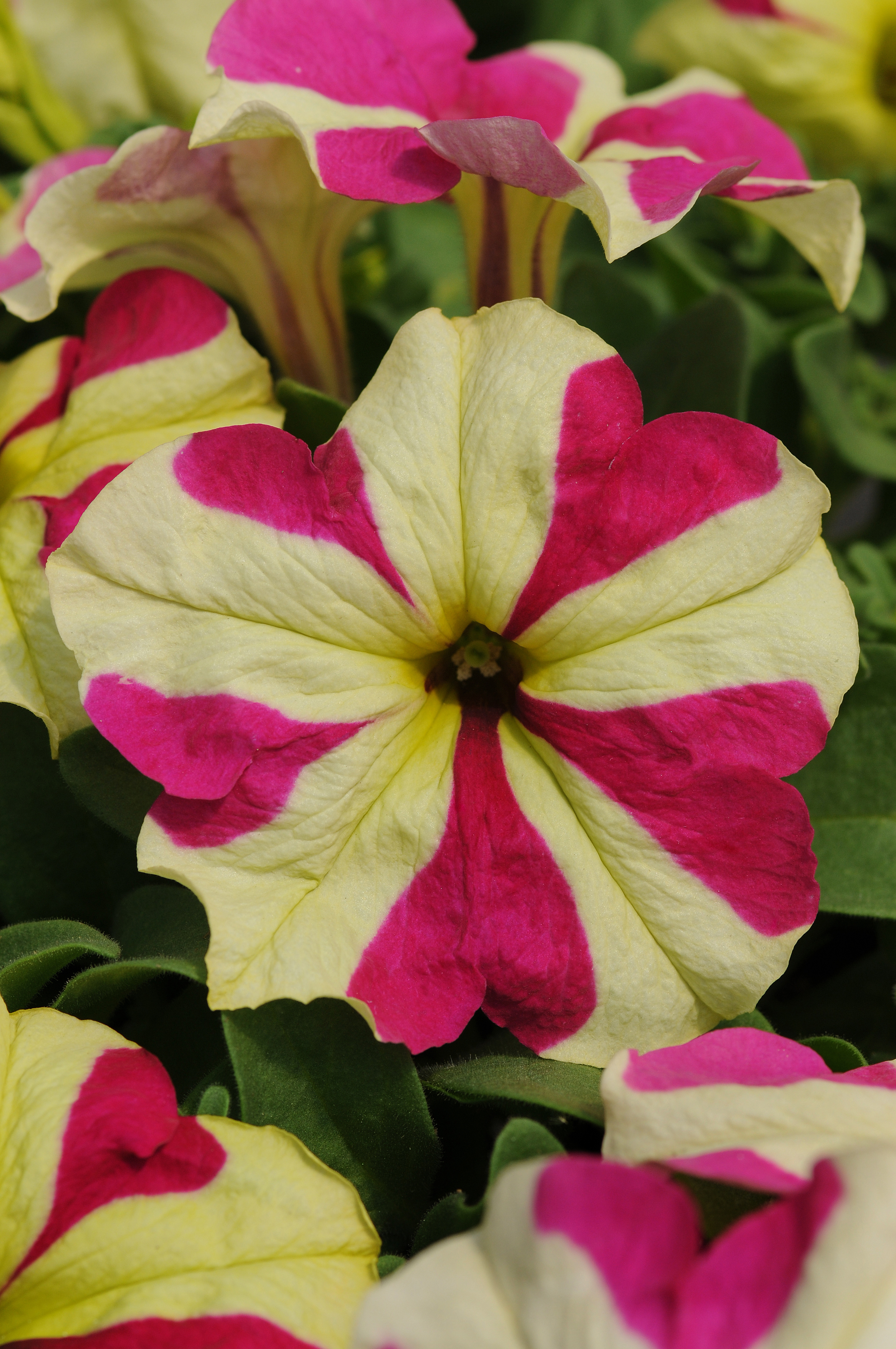 Petunia x hybrida Sophistica Lime Bicolor