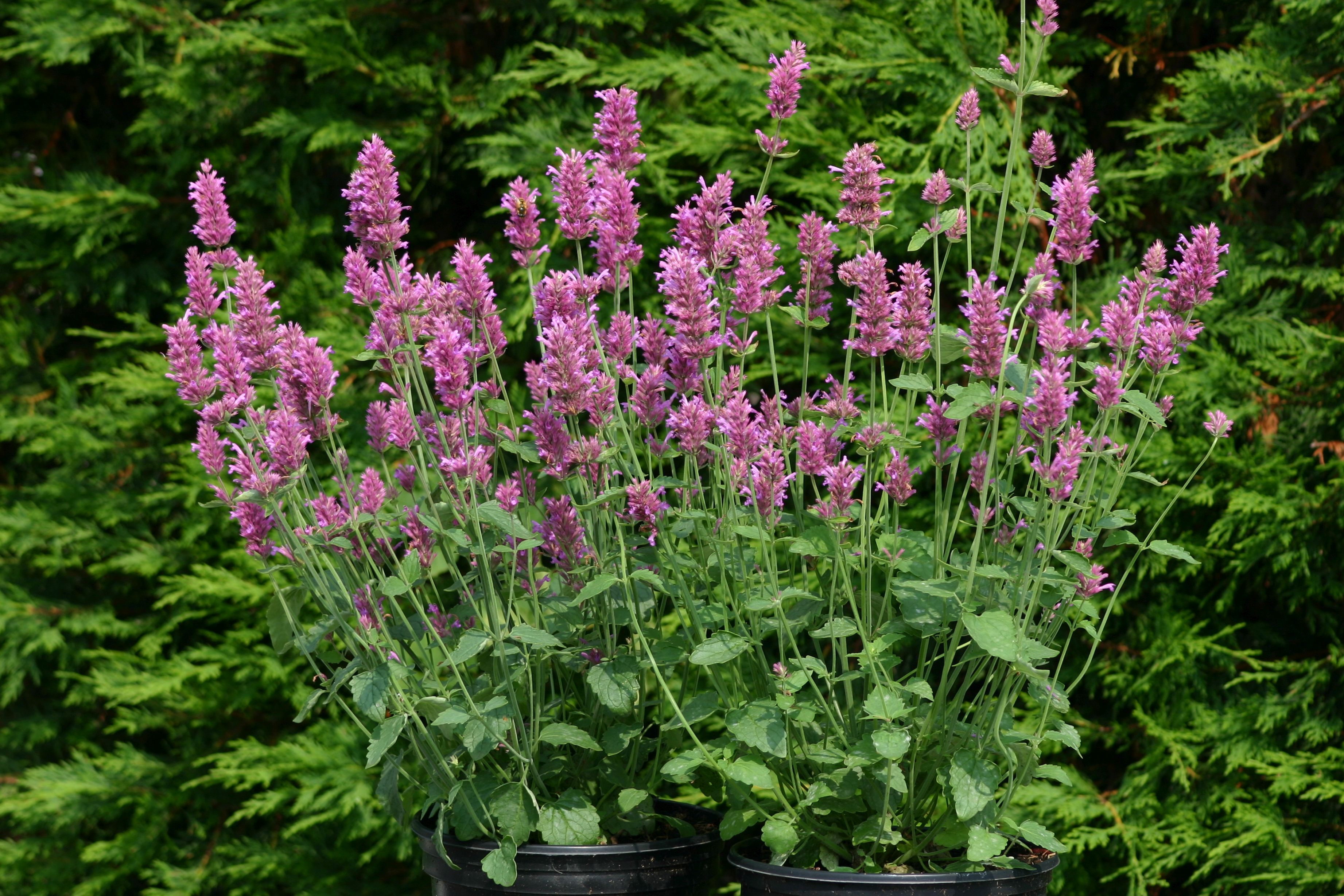 Agastache Hybrida Arcado Pink
