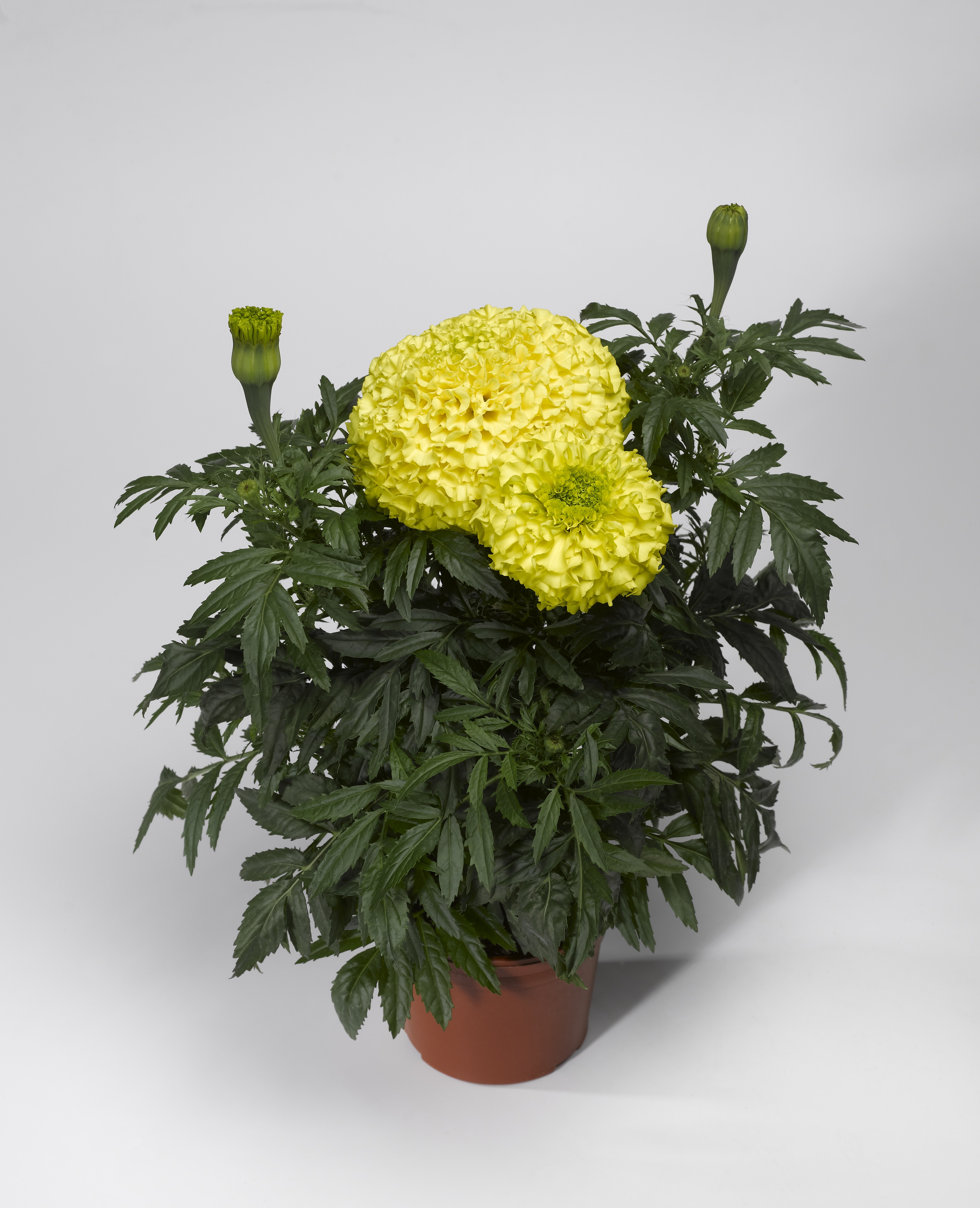 Tagetes erecta F1 Perfection Gelb