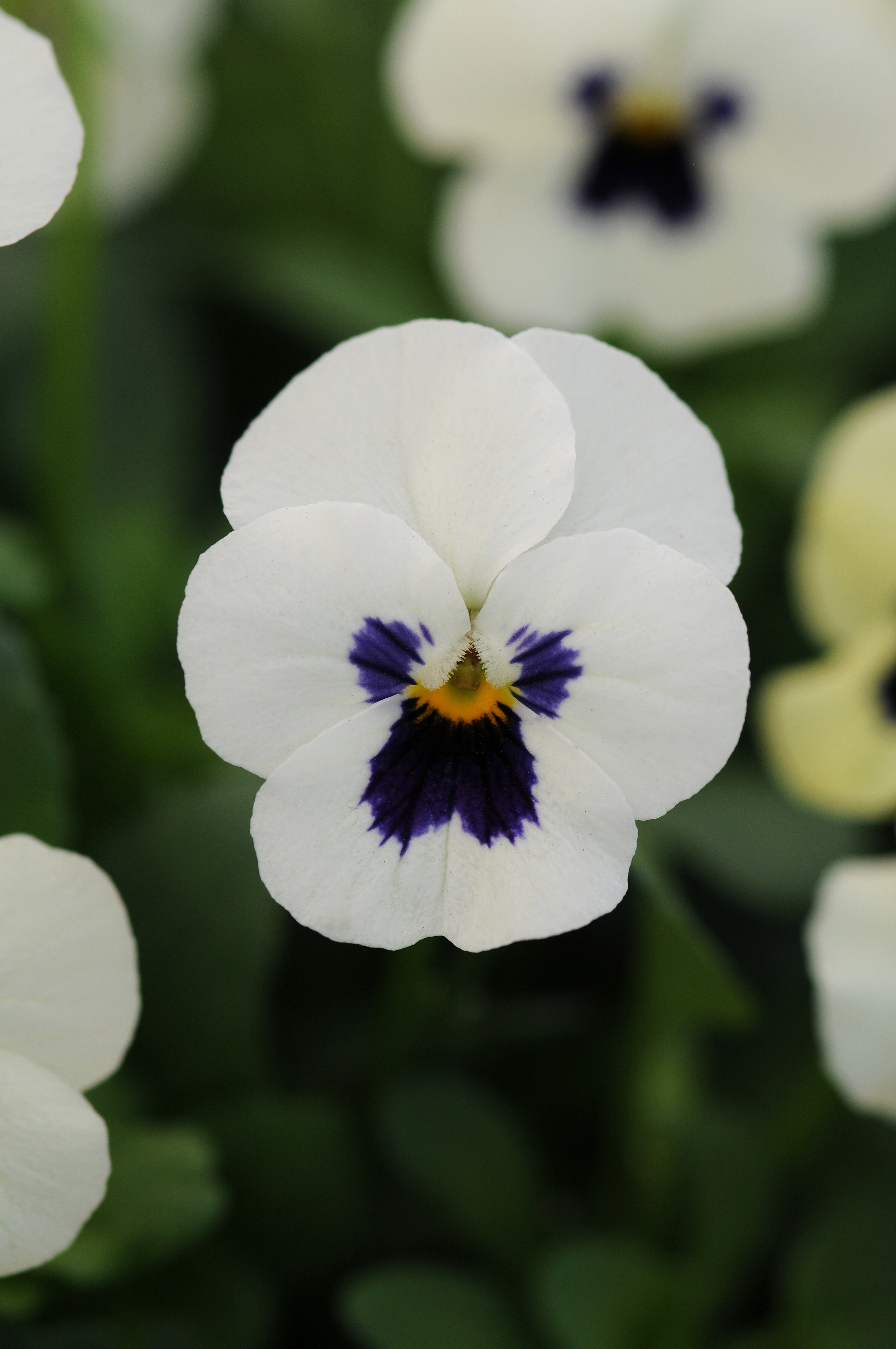 Viola cornuta F1 Sorbet XP Weiß mit Auge