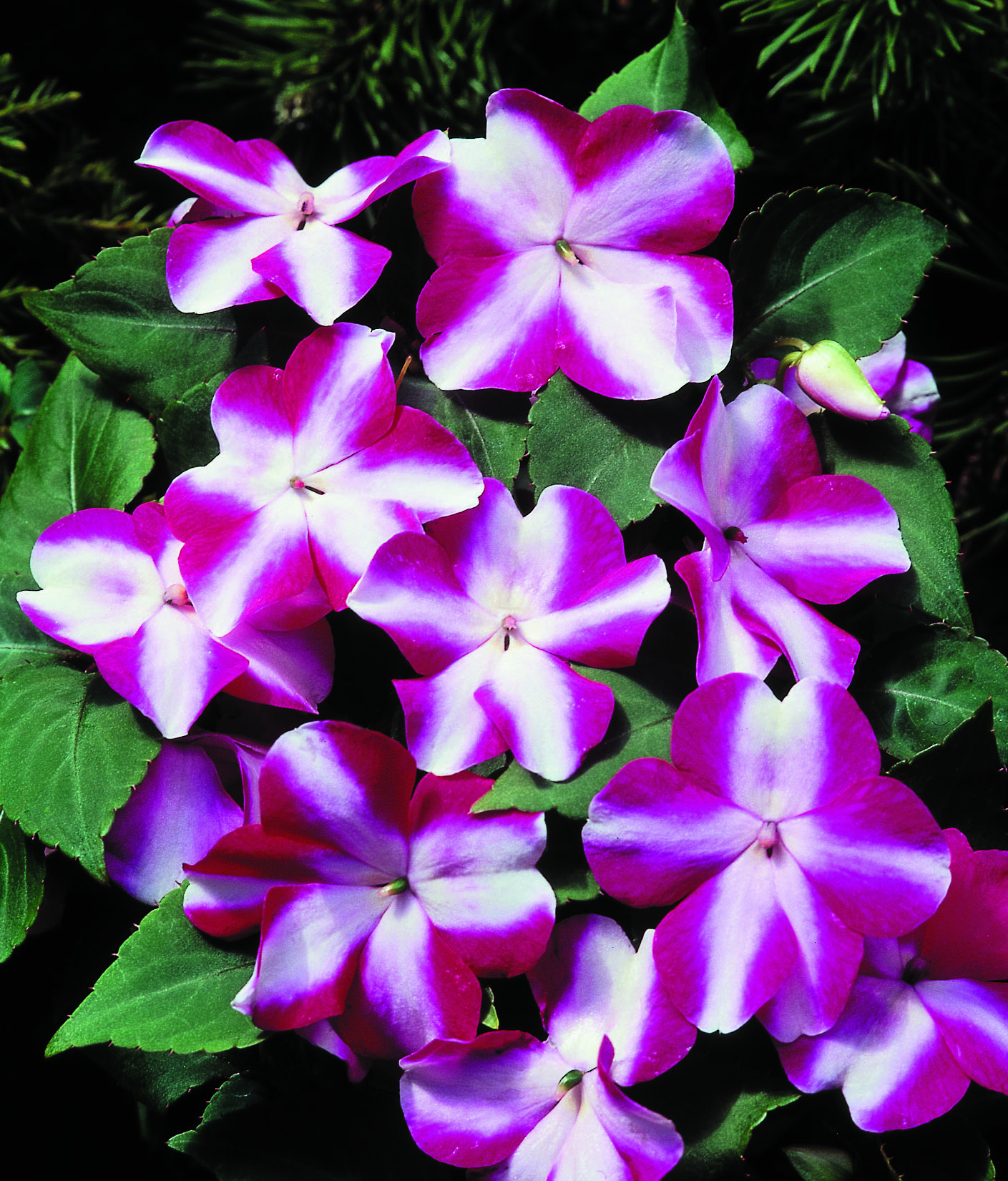 Impatiens walleriana F1 Balance Violet Star