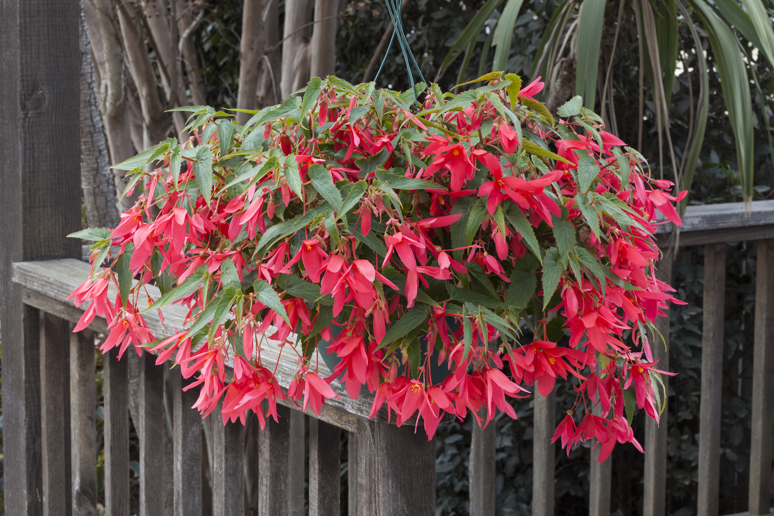 Begonia boliviensis  F1 Bossa Nova Rose, pilliert