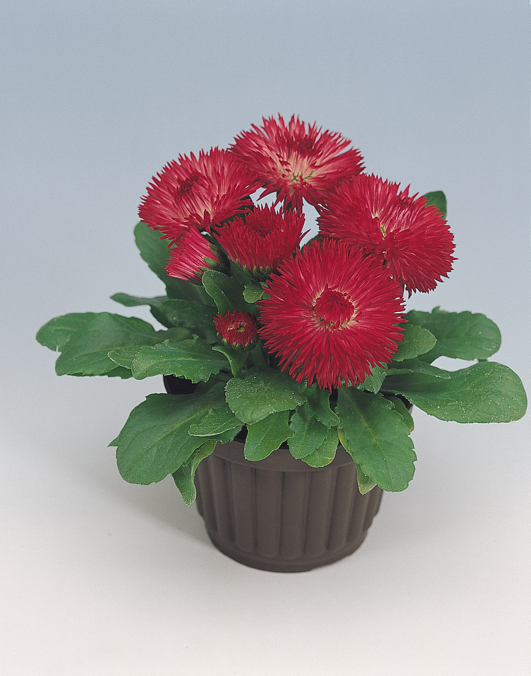 Bellis perennis Roggli Rot