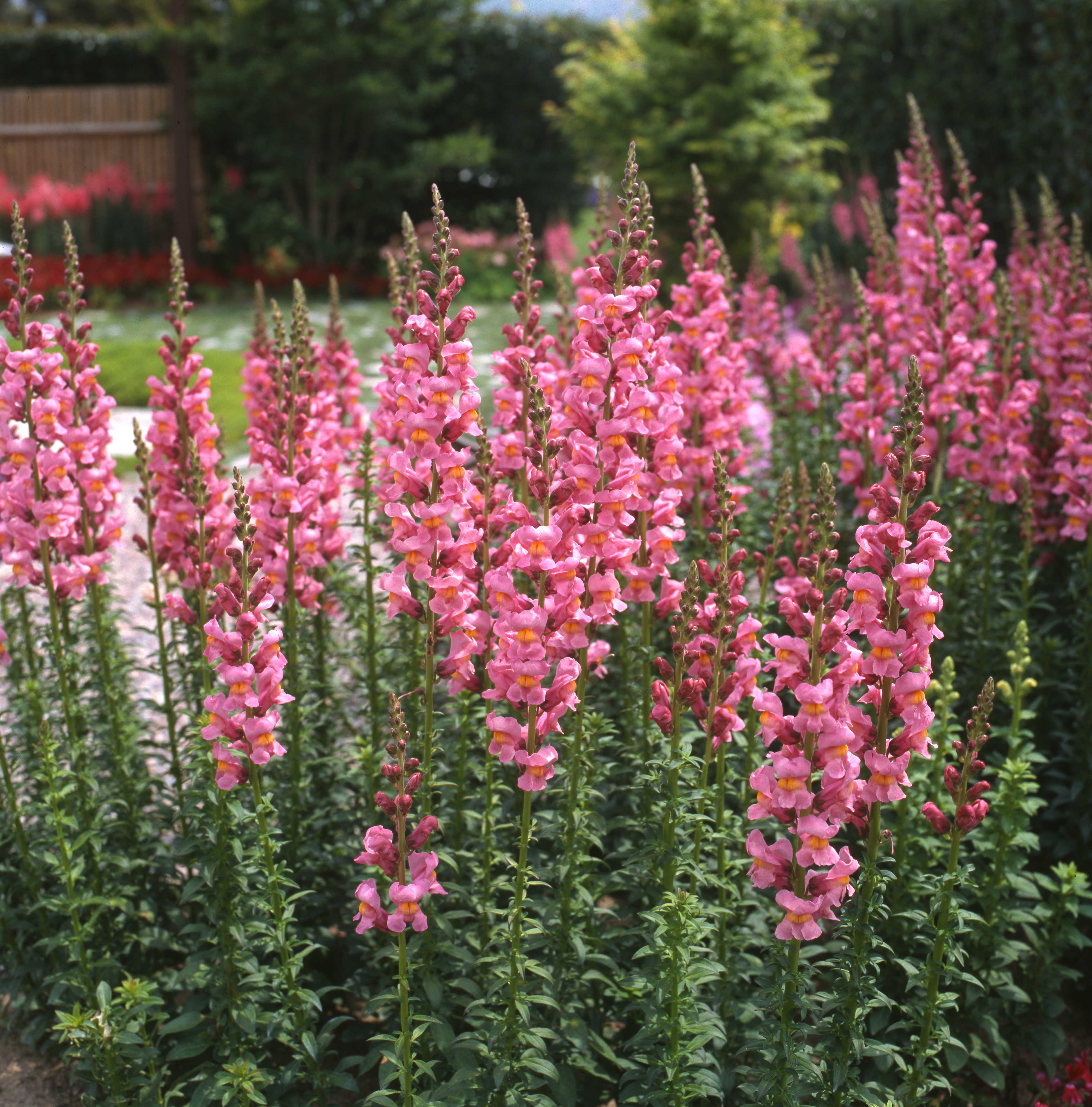 Antirrhinum majus  F1 Rocket Kräftigrosa