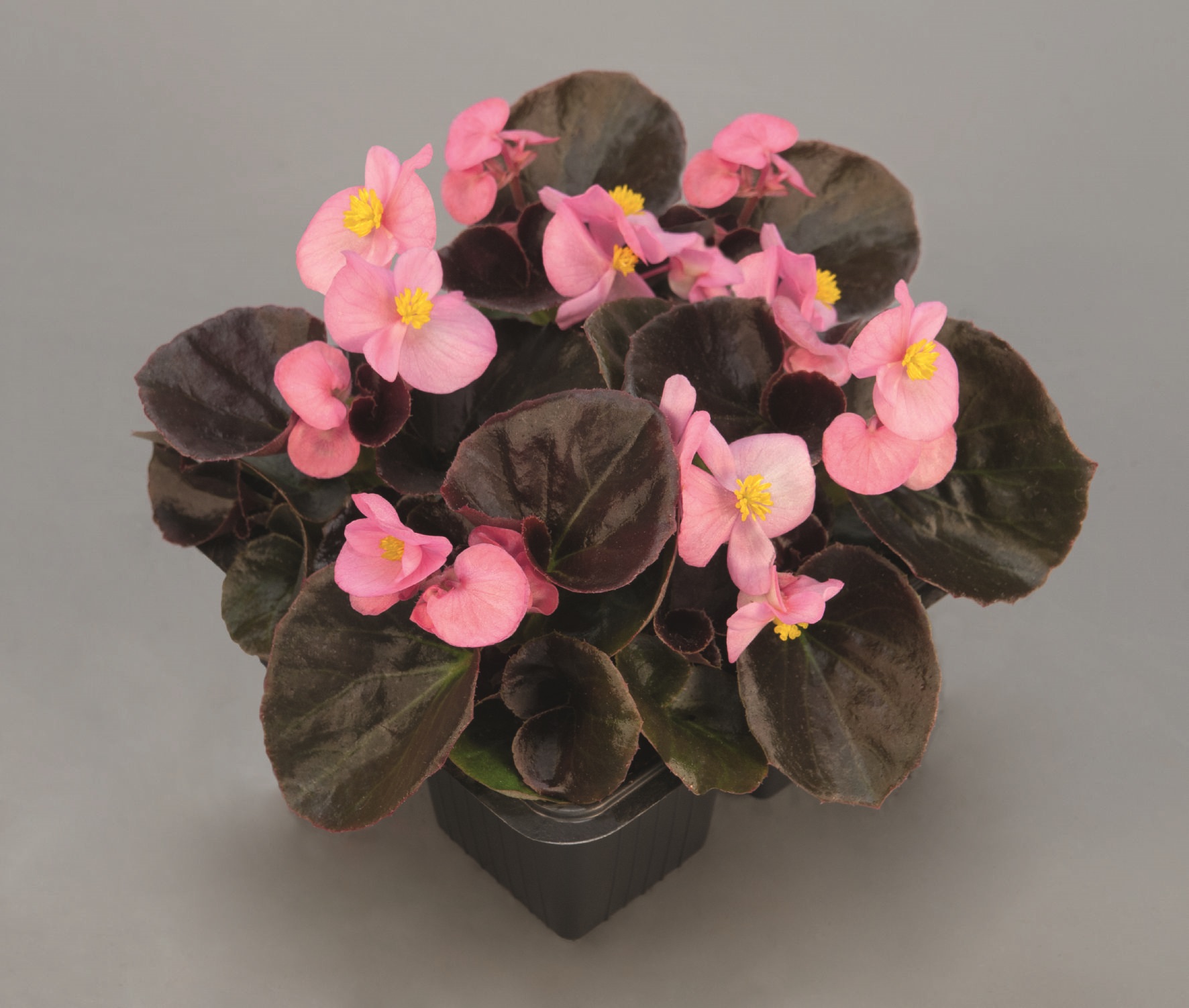 Begonia semperflorens Pillen F1 Nightlife Pink, hellrosa, pilliert