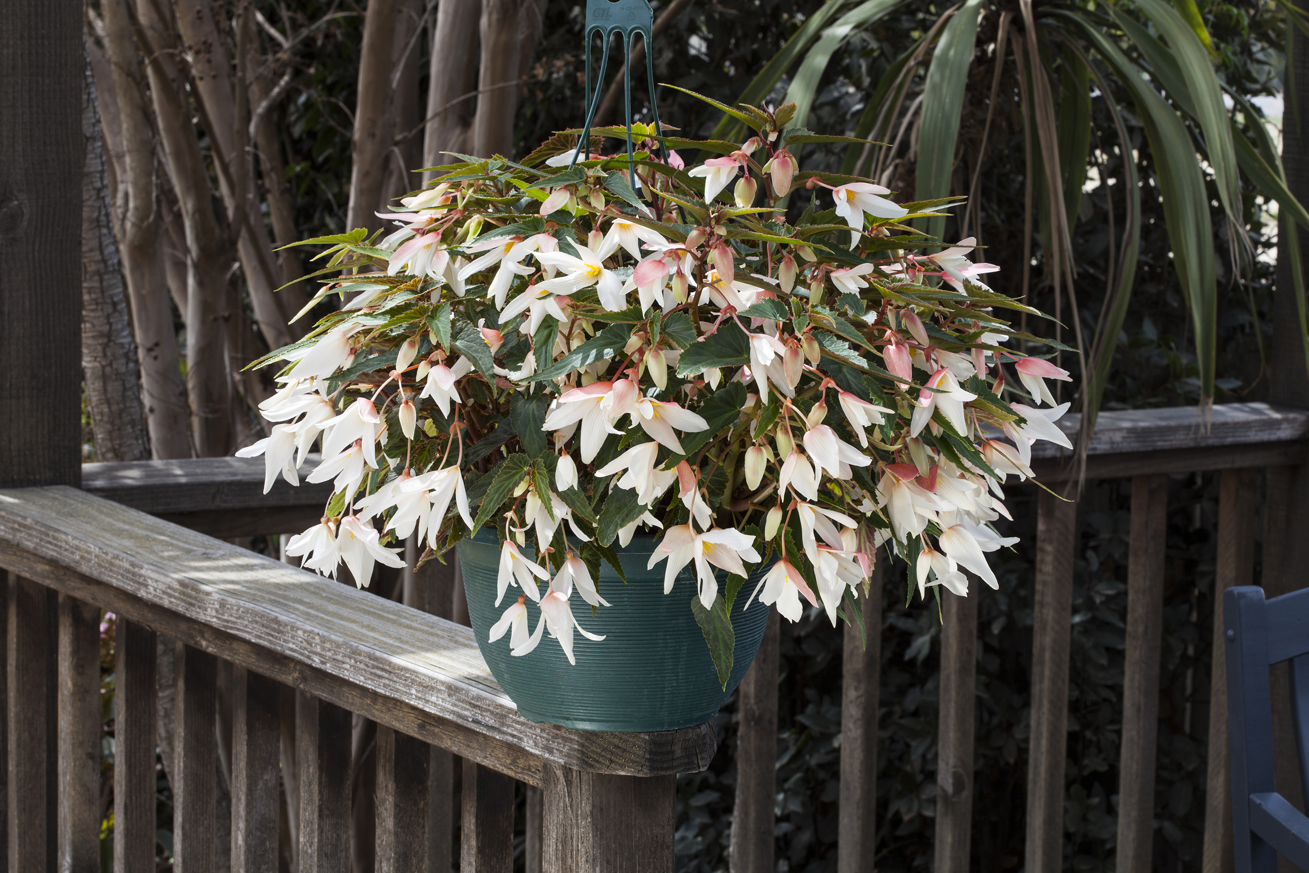 Begonia boliviensis  F1 Bossa Nova Weiß, pilliert