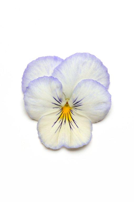 Viola wittrockiana  F1 Cool Wave Frost