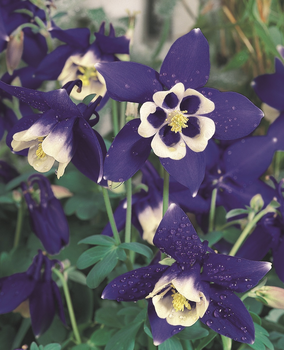 Aquilegia flabellata Spring Magic Blau Weiß