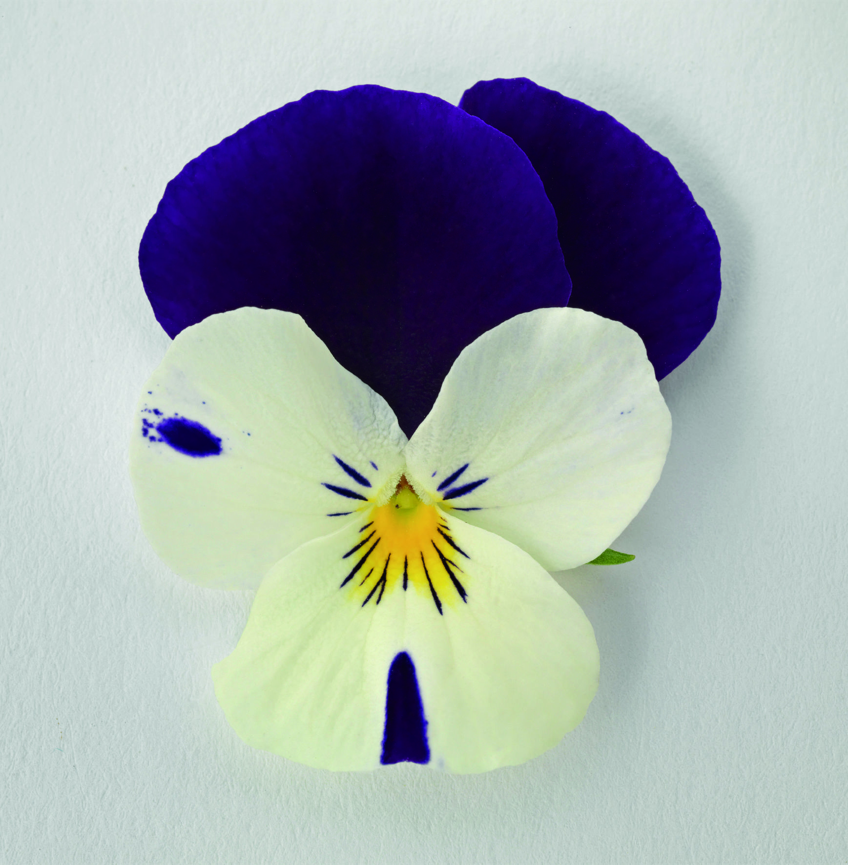 Viola cornuta F1 Admire White Purple Wing
