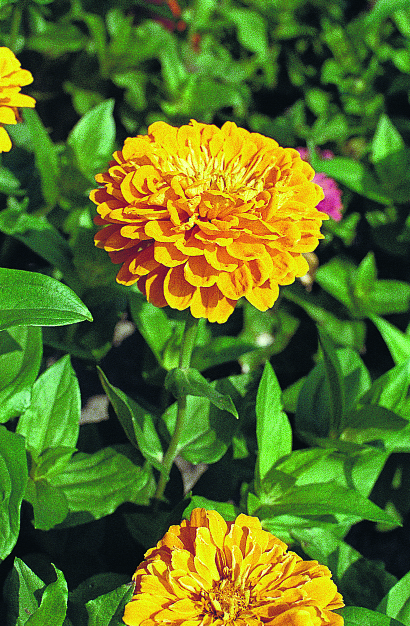 Zinnia elegans Benarys Giant Goldgelb