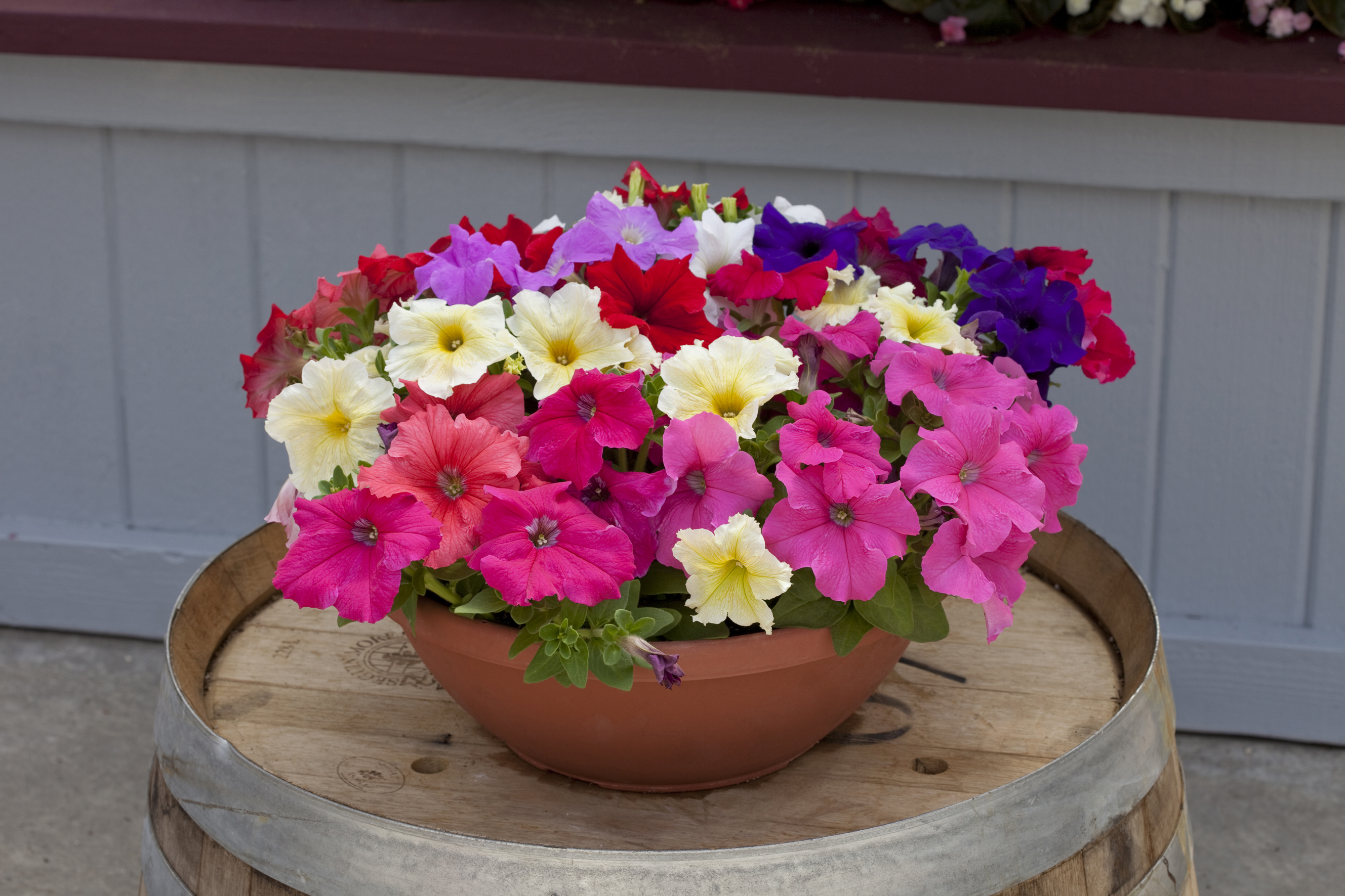 Petunia grandiflora F1 Prism Mix