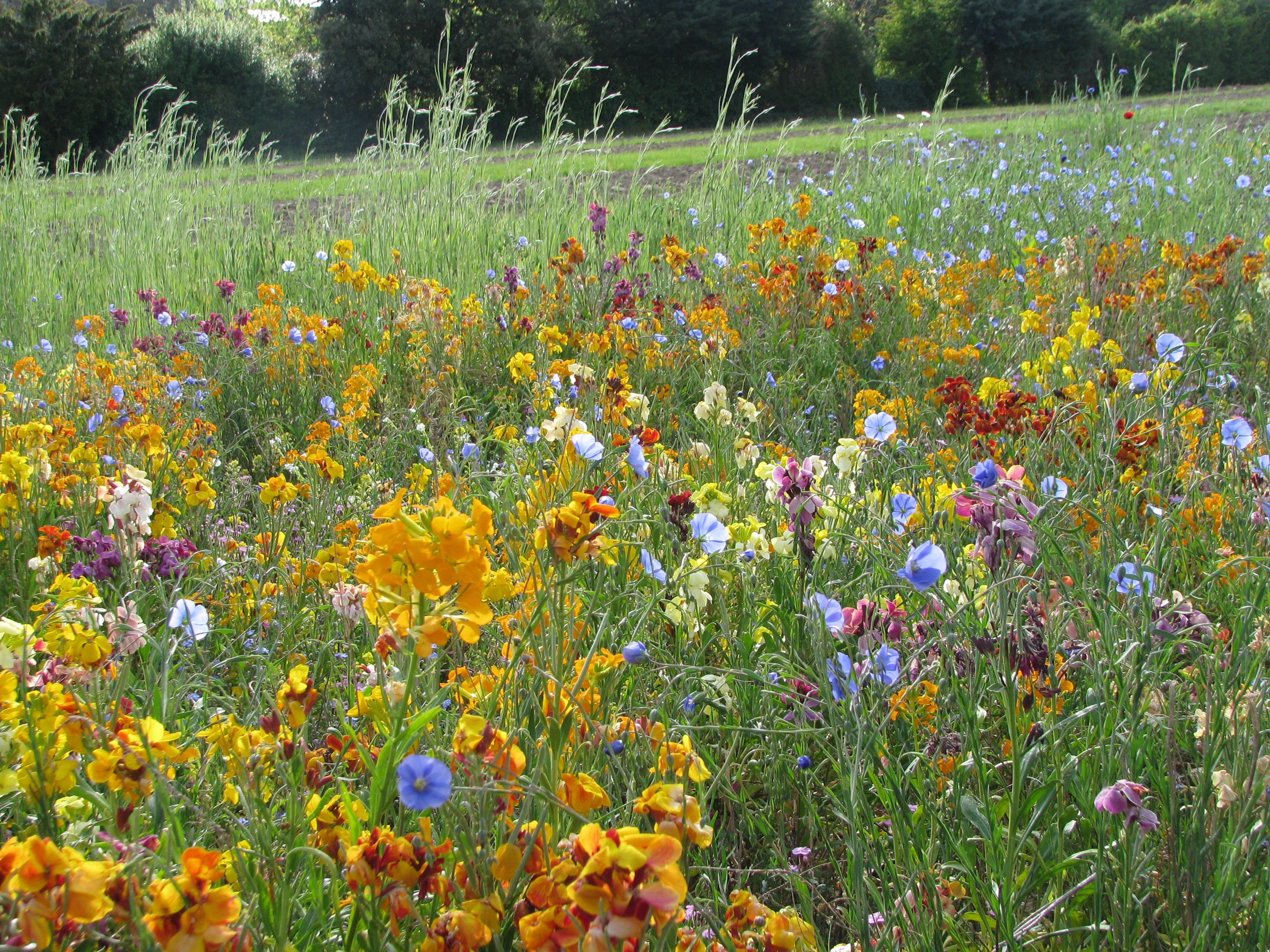 Blumenmischungen Mehrjährige Blumen für Vögel