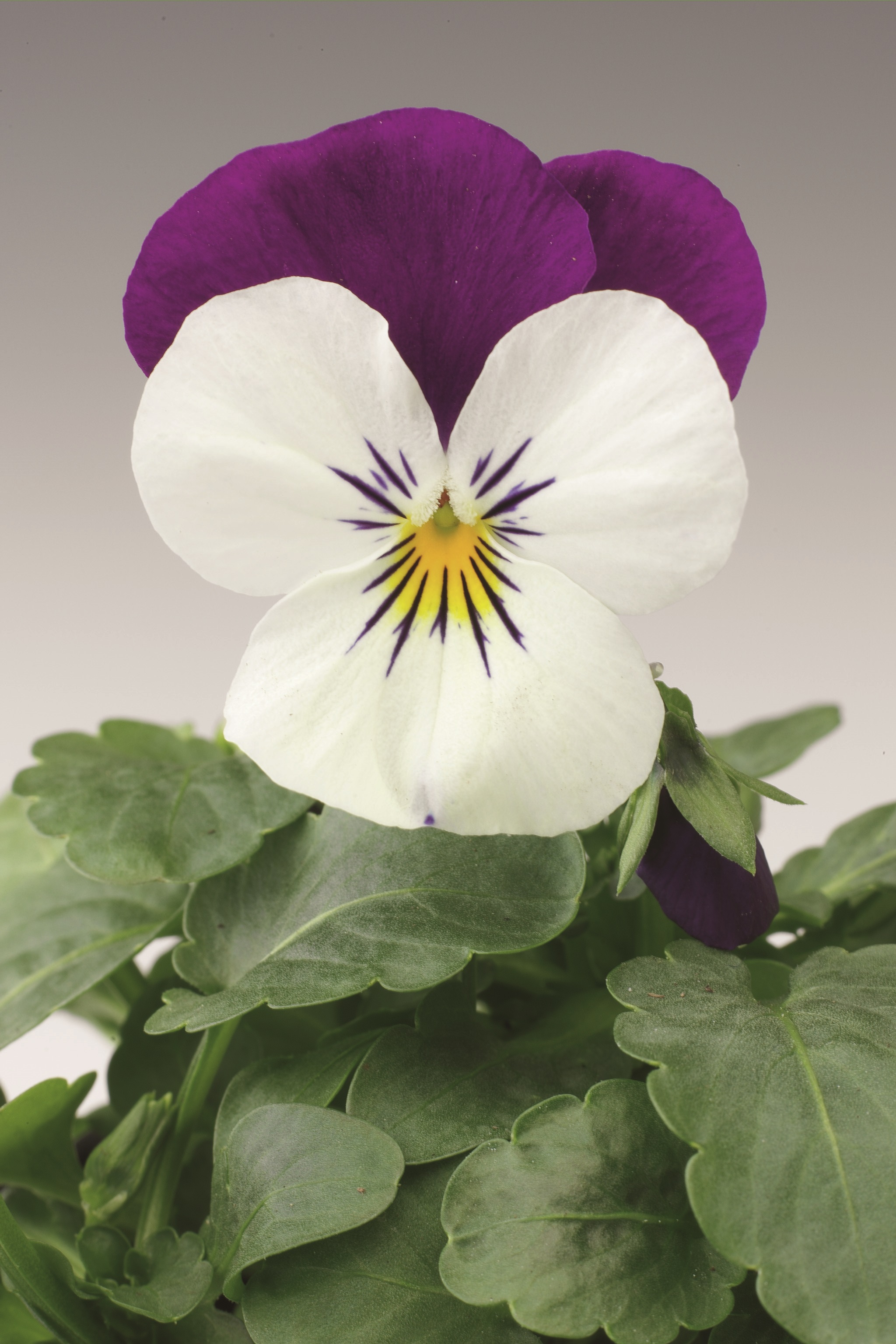 Viola cornuta F1 Penny White Jump up