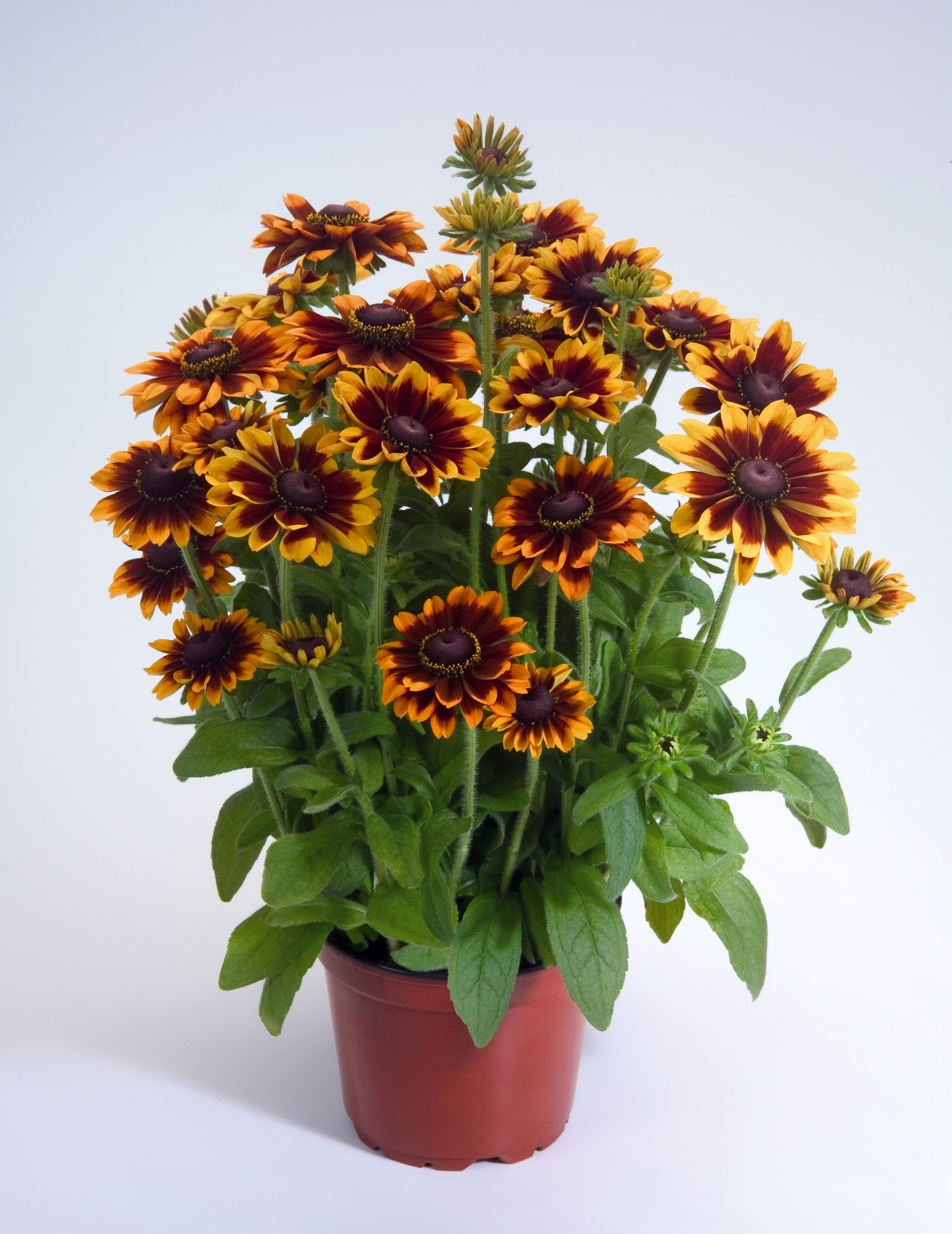 Rudbeckia hirta Toto Rustic