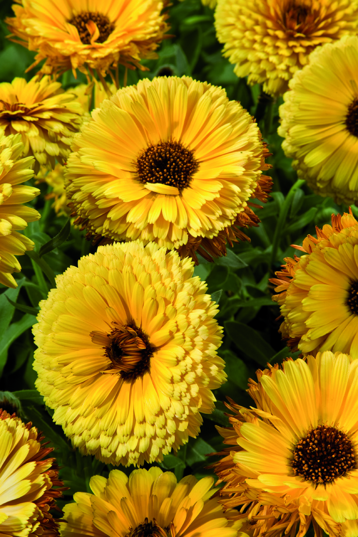 Calendula officinalis Touch of Red Gelb