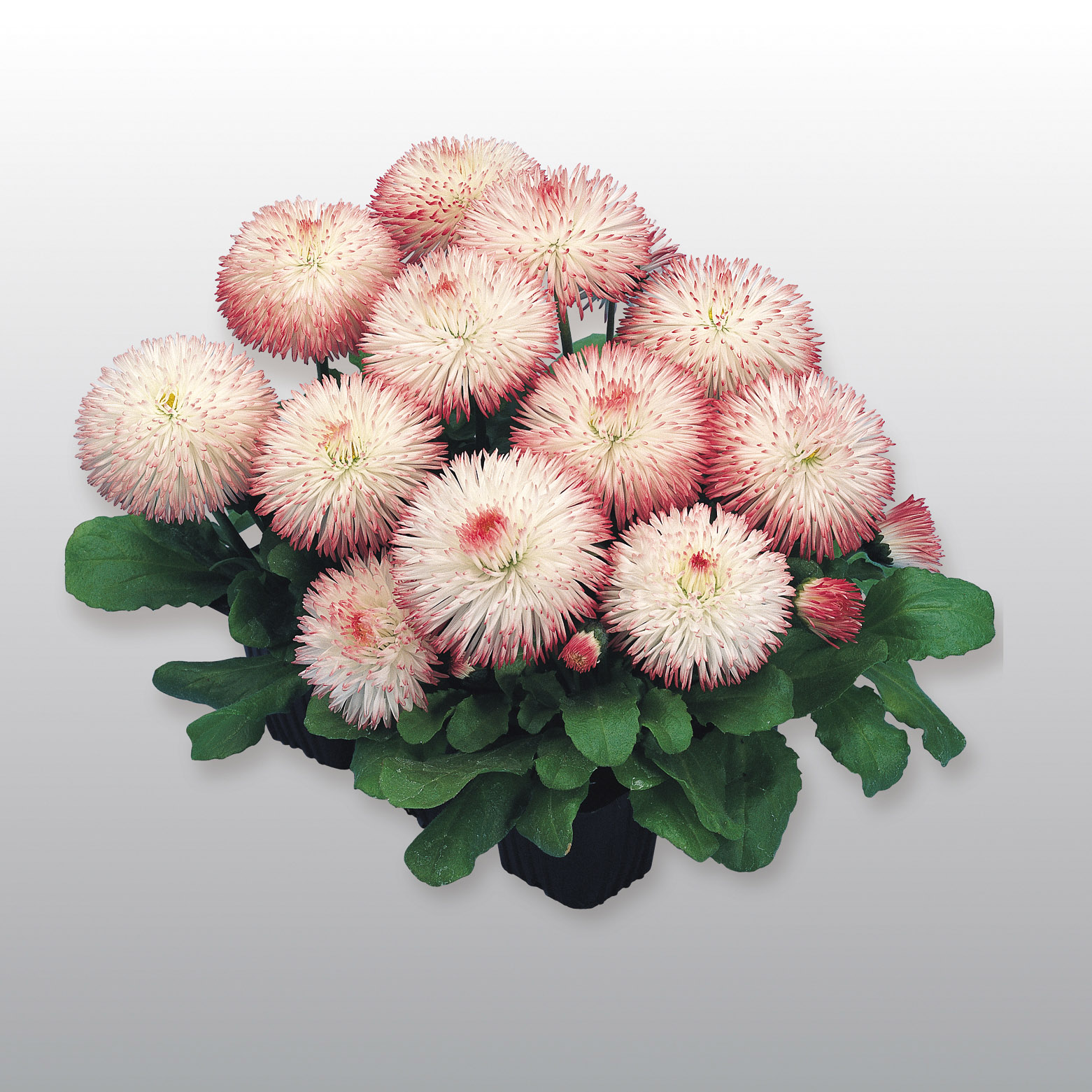 Bellis perennis Habanera Rosa