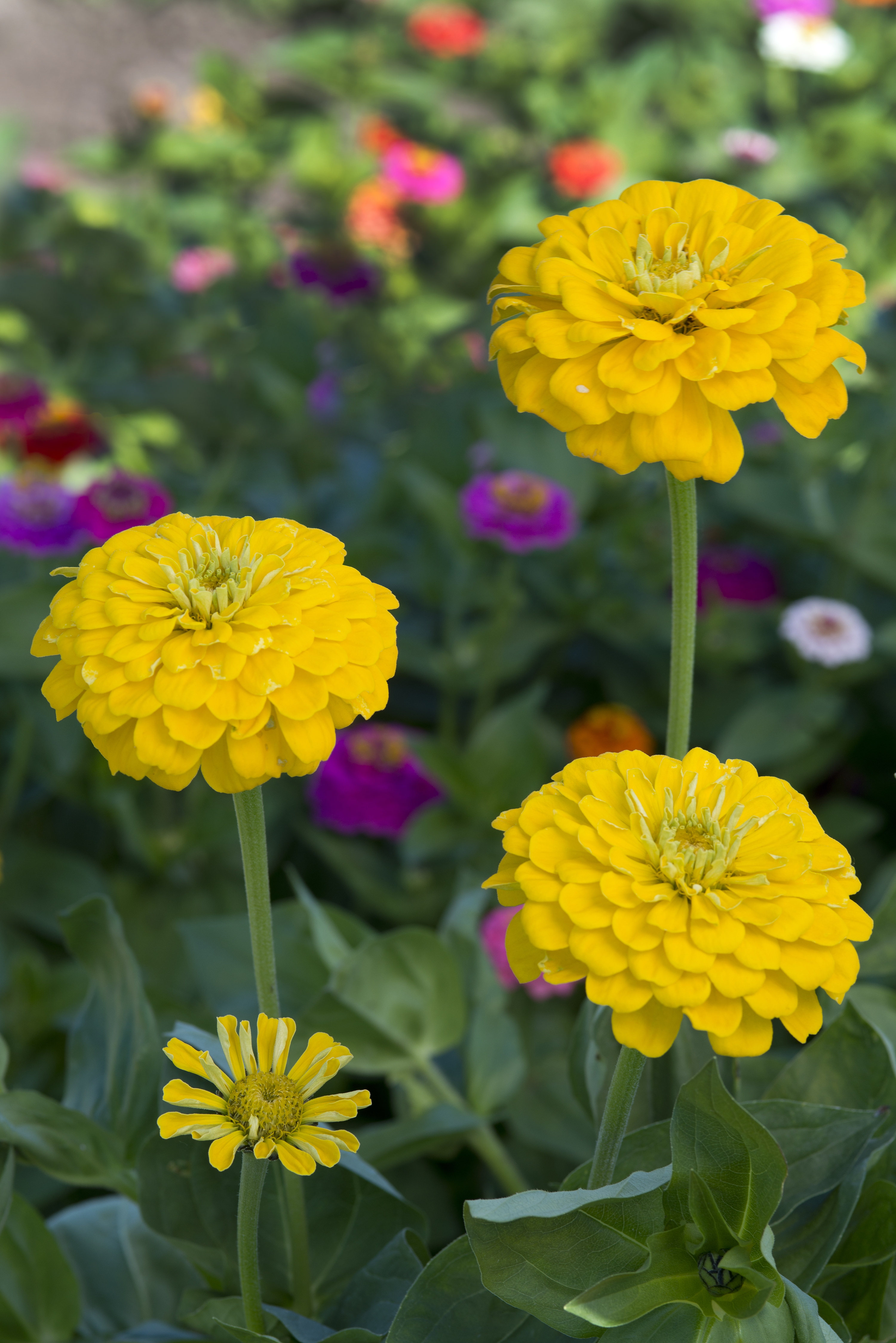 Zinnia elegans Dahlienblütige Riesen Gelb, Canary Bird