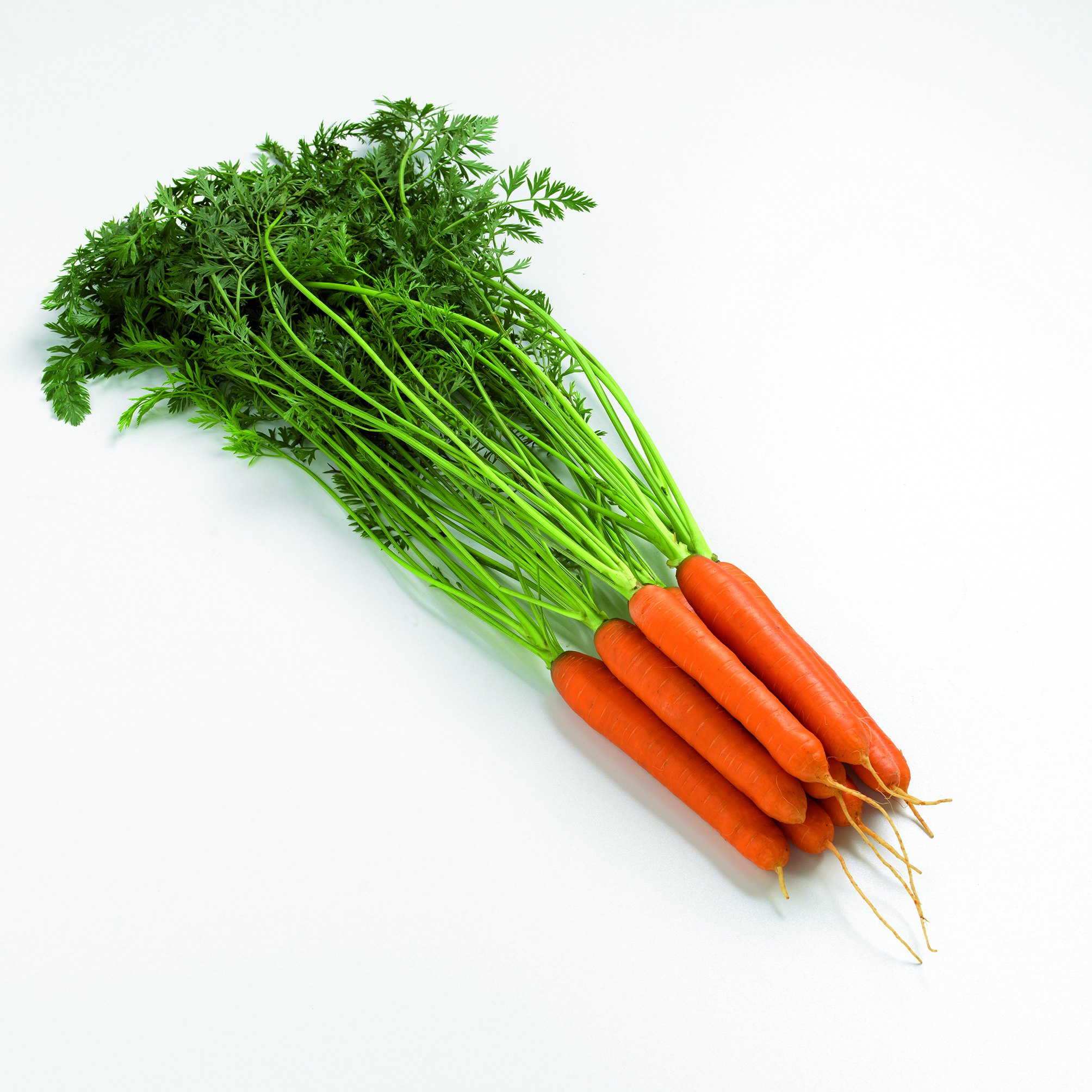 Möhren F1 Romance, Päzisionssaatgut