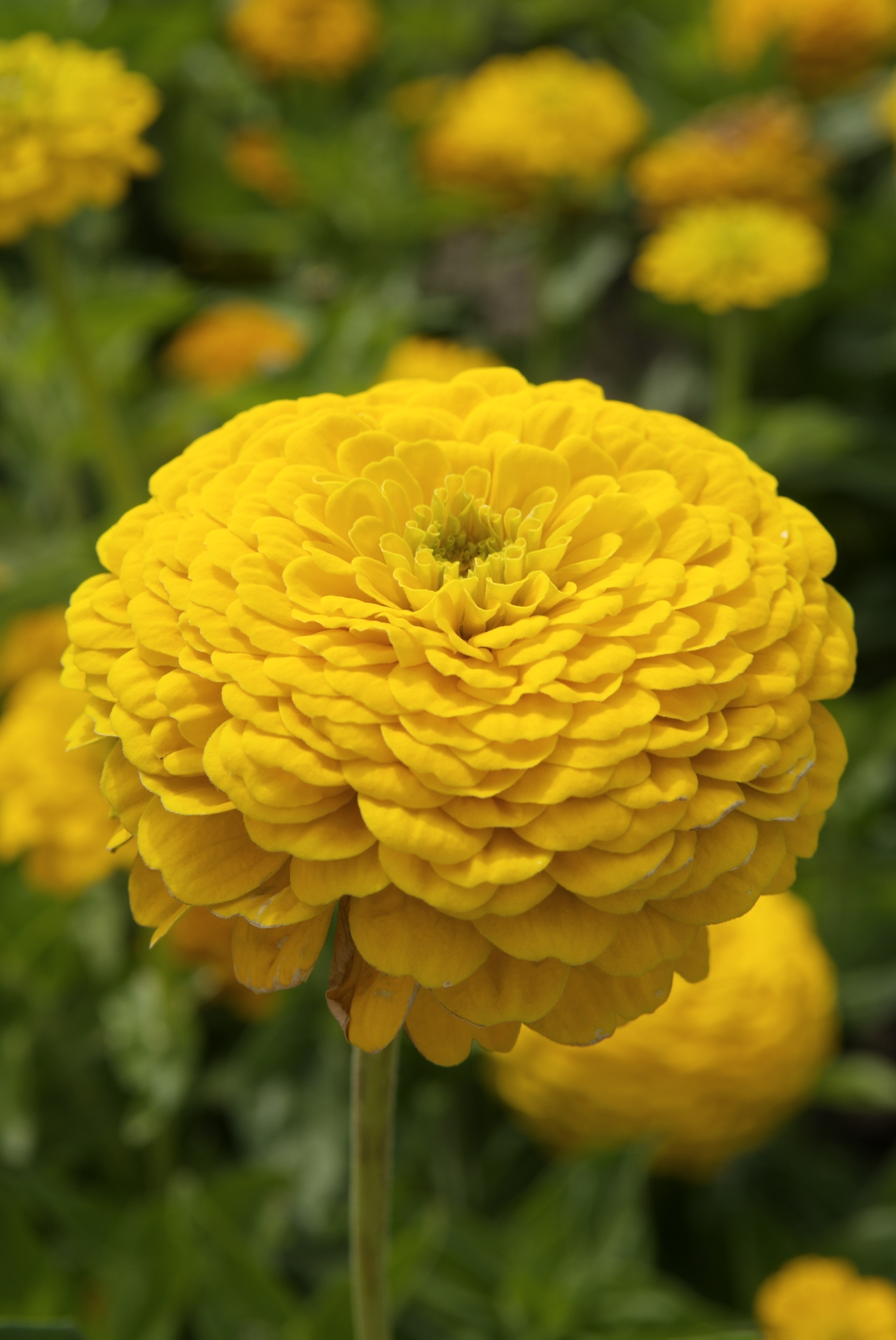 Zinnia elegans Dahlienblütige Riesen Goldorange, Golden State