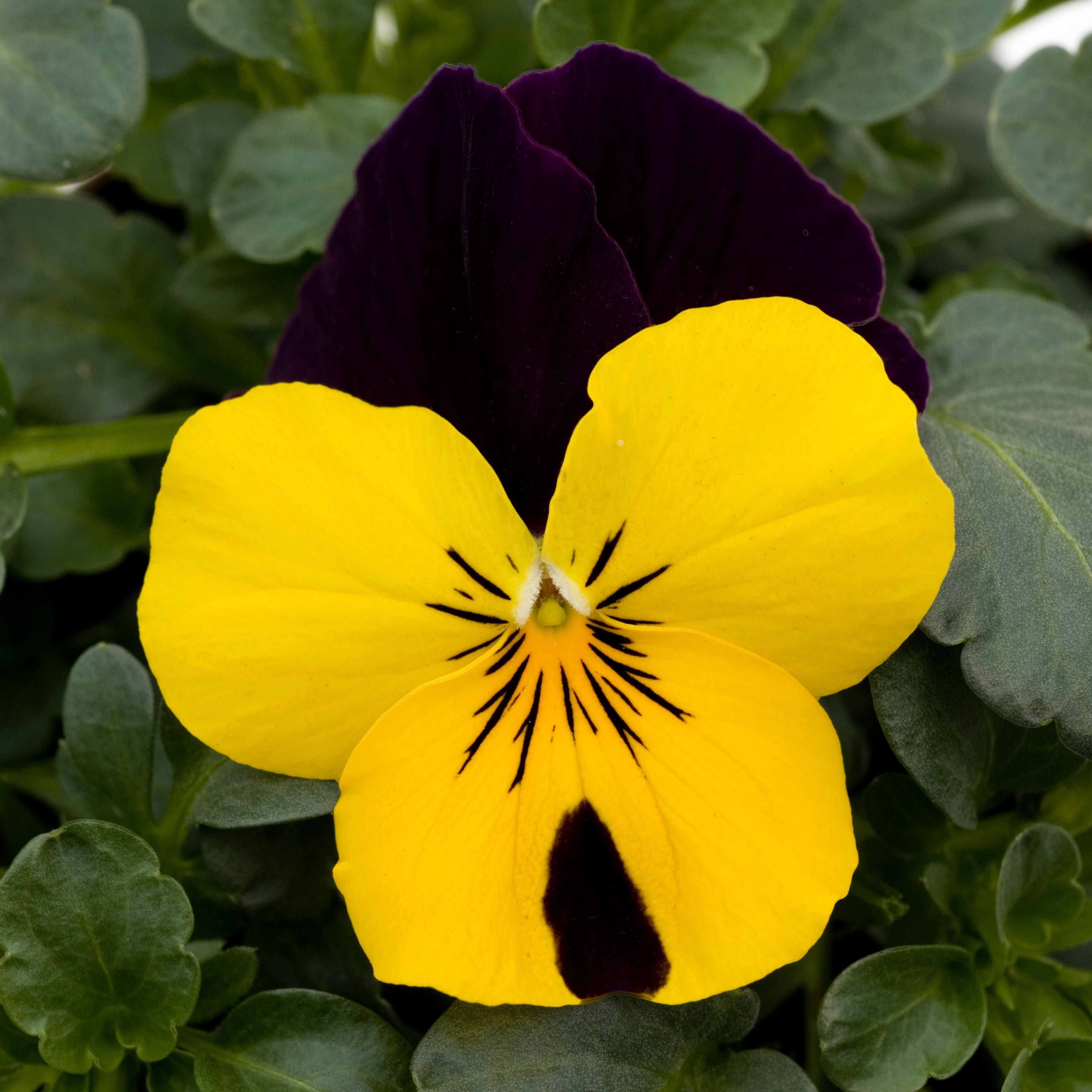 Viola cornuta F1 Sorbet XP Yellow Jump Up