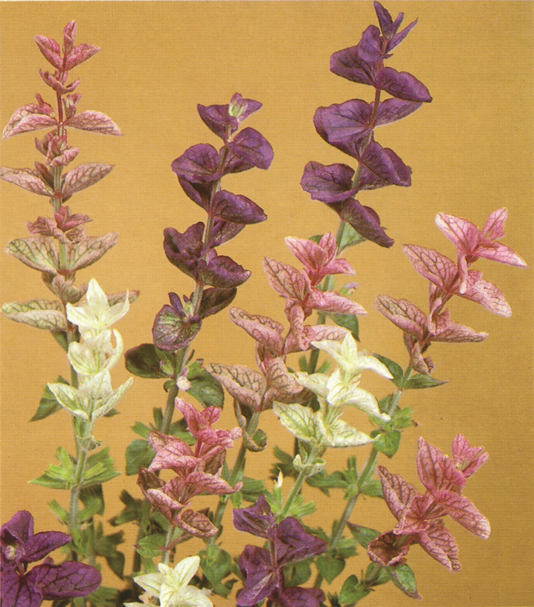 Salvia horminum Tricolor Mischung
