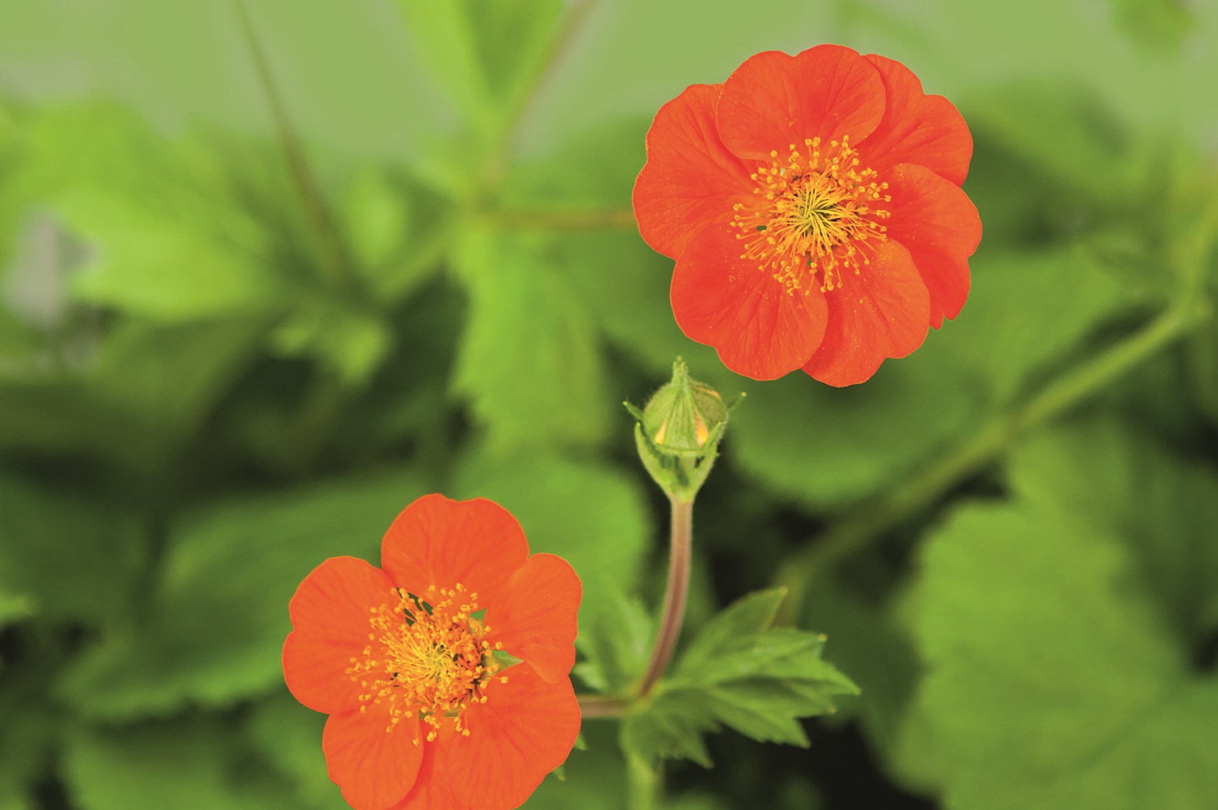 Geum coccineum Koi