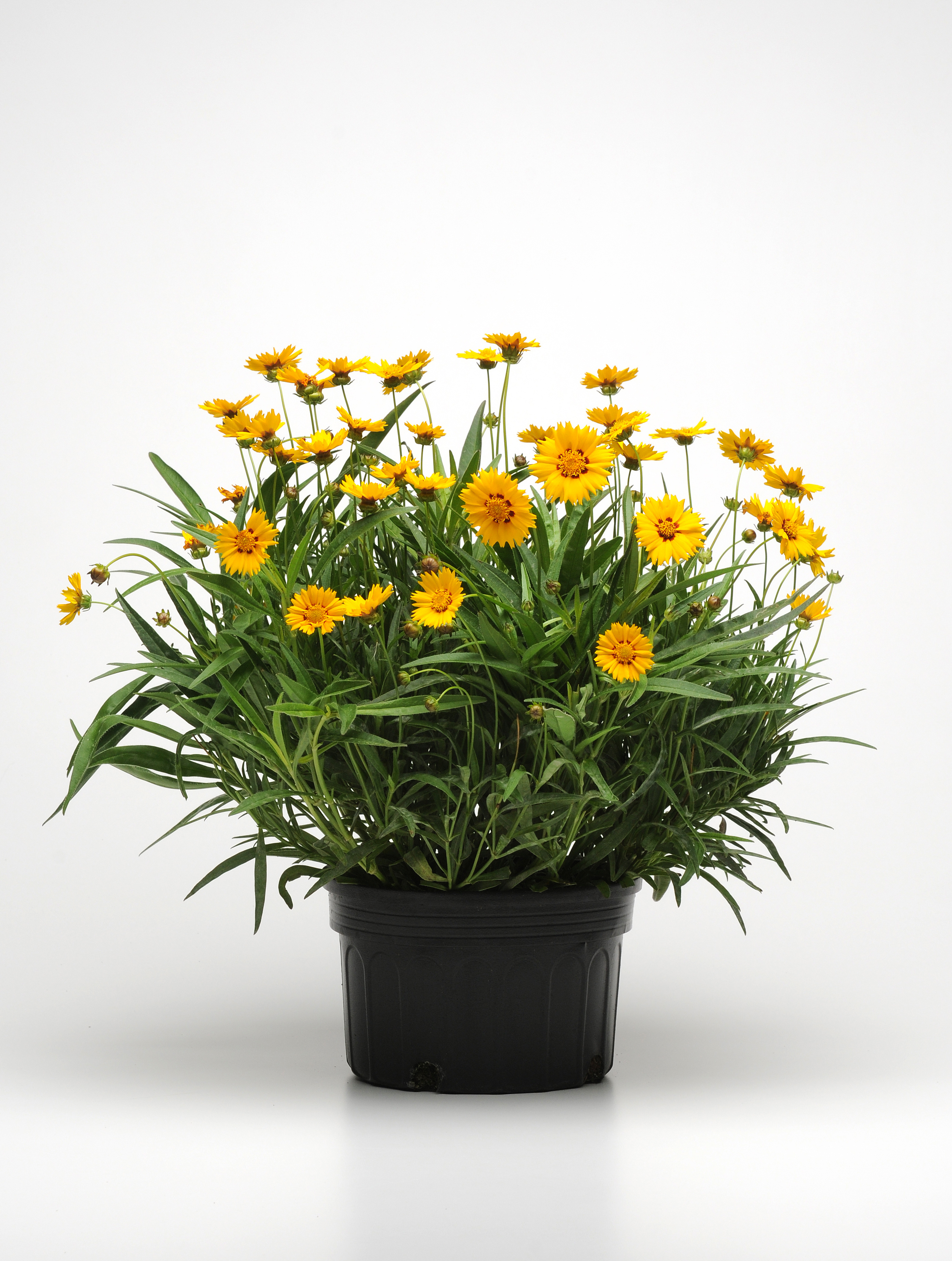 Coreopsis grandiflora Sunfire, gecoated