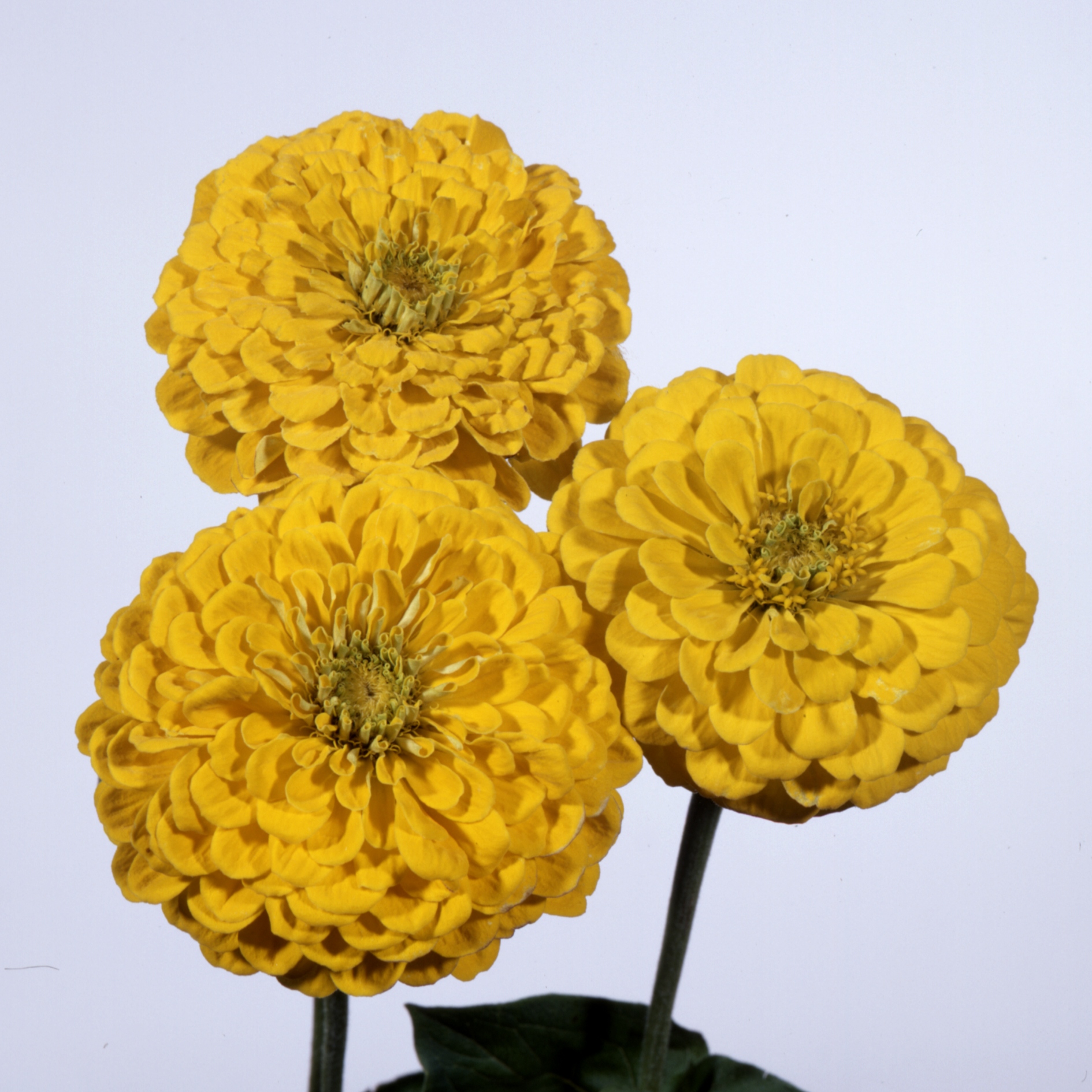 Zinnia elegans Dahlienblütige Riesen Gelb, Canary Bird