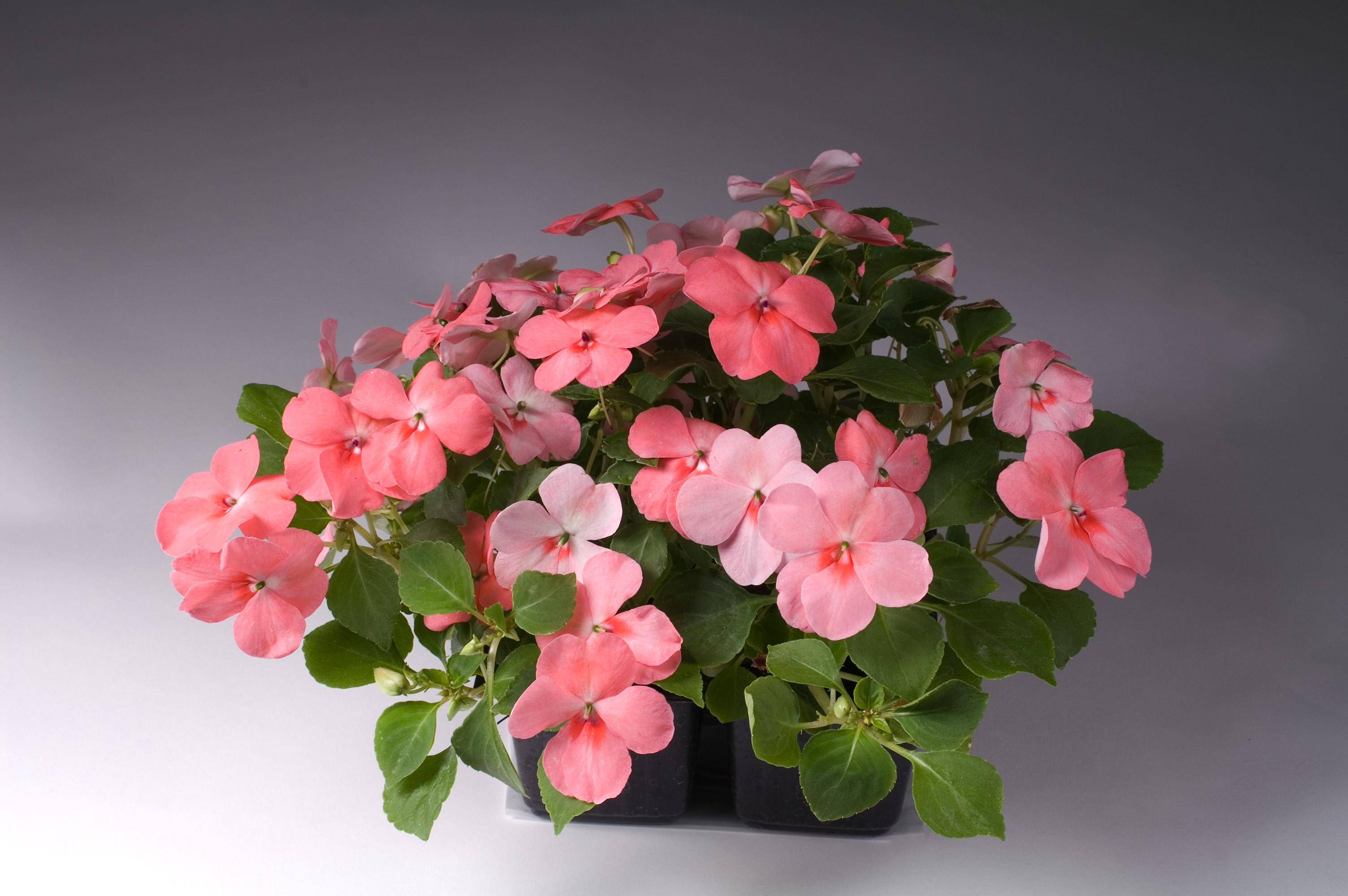 Impatiens walleriana F1 Balance Coral