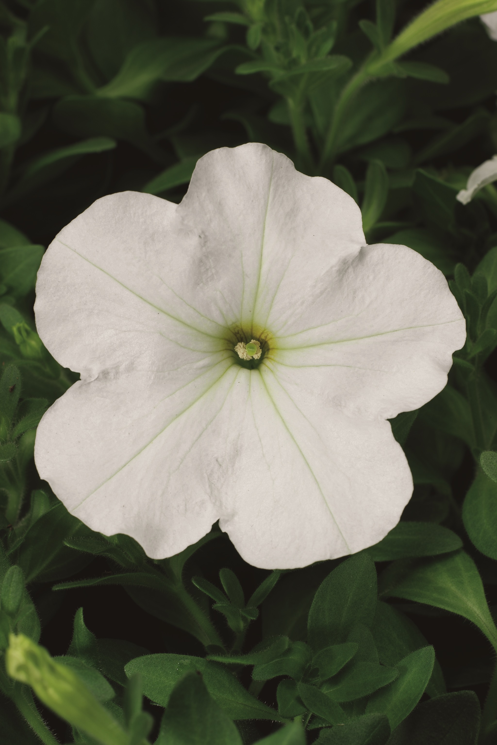 Petunia multiflora F1 Hurrah Weiß, pilliert