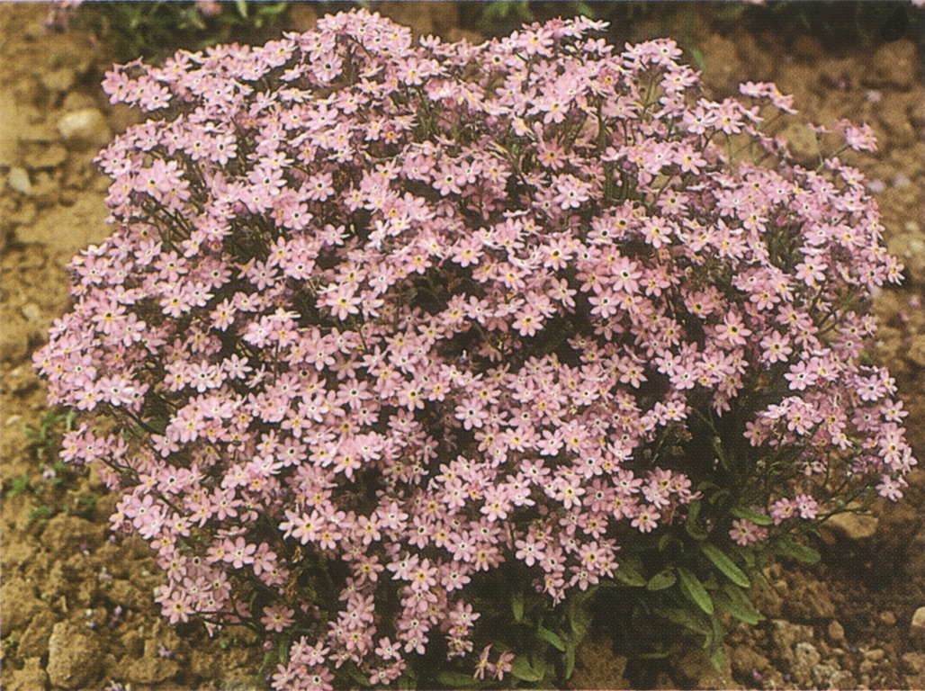 Myosotis sylvatica Rosa Kugel