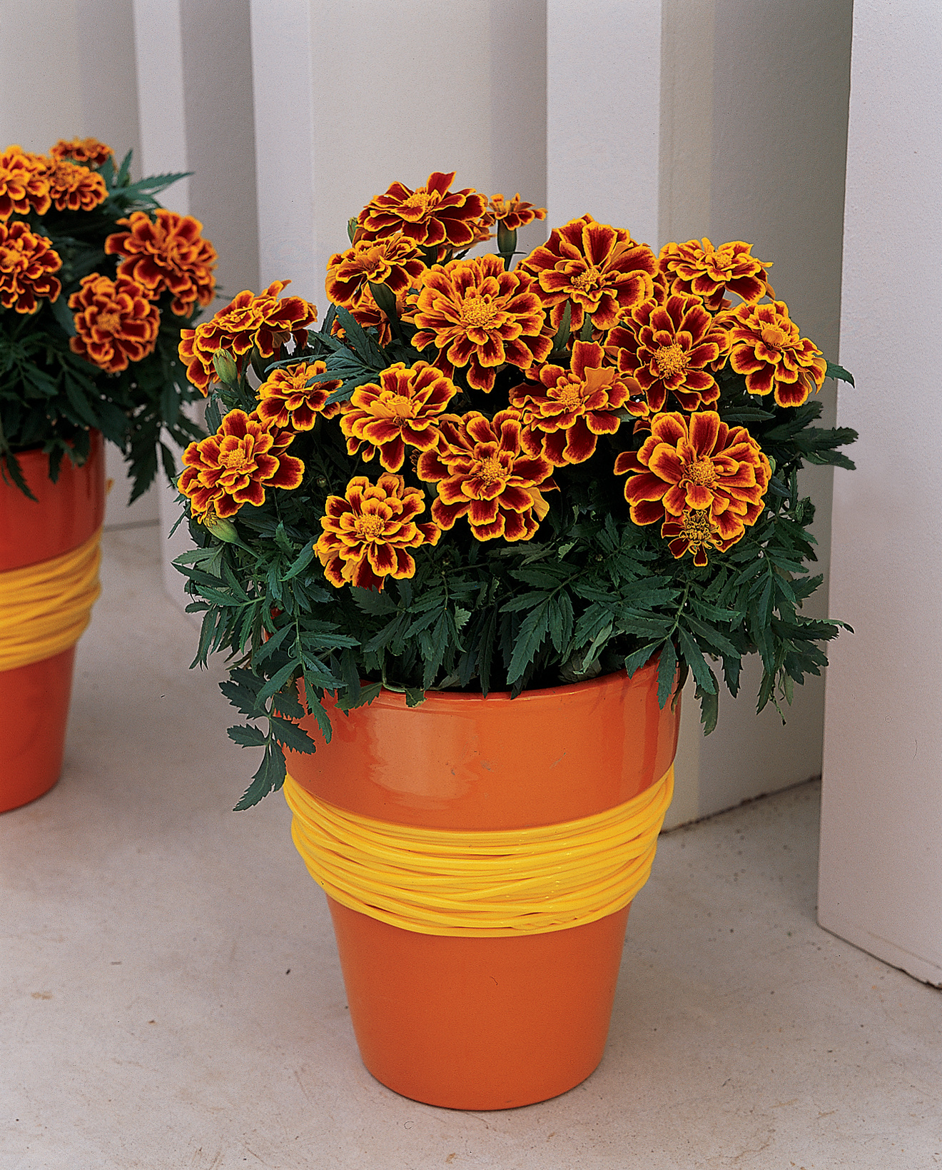 Tagetes patula Durango Flame