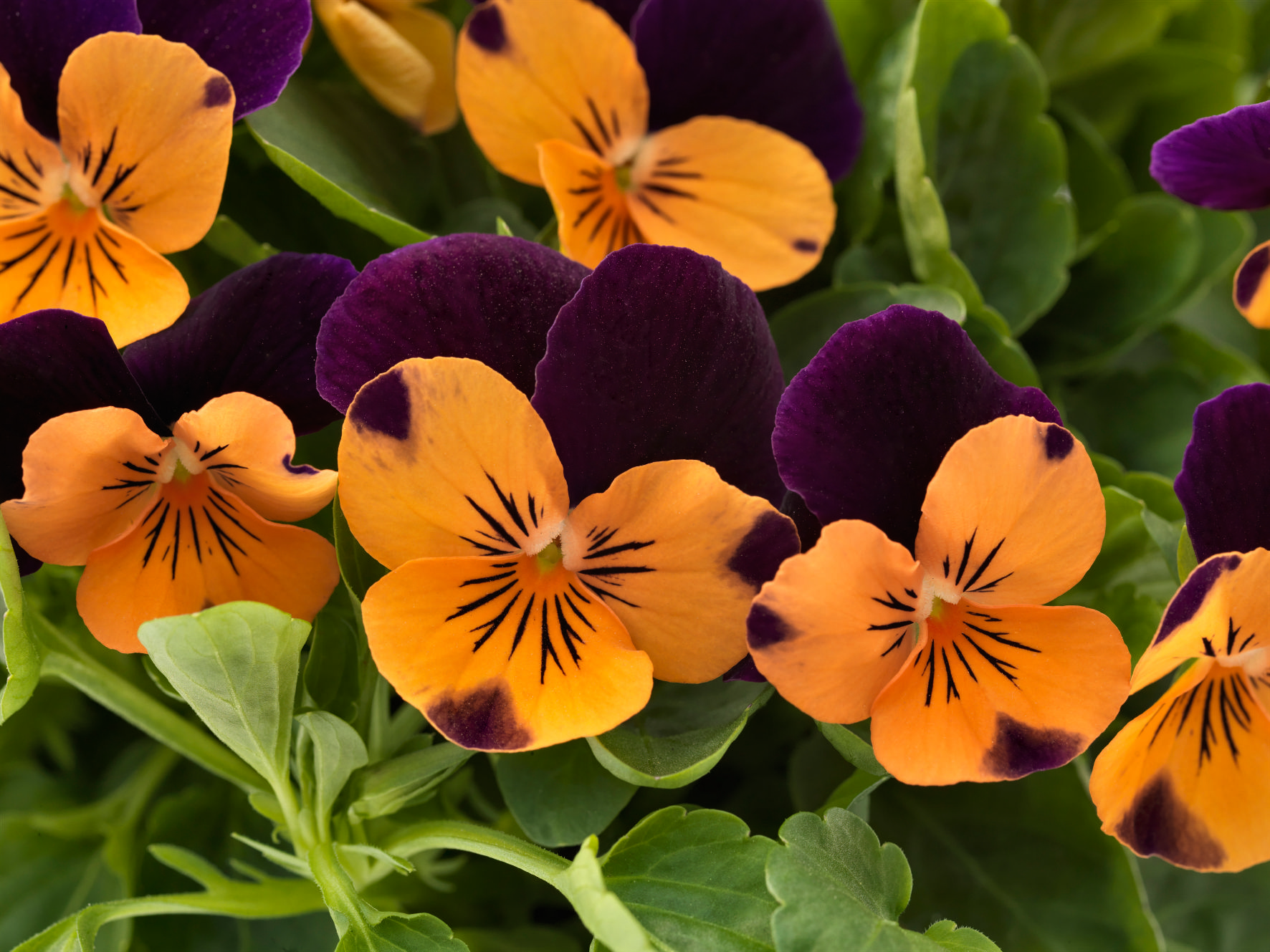 Viola cornuta F1 Admire Orange Purple Wing