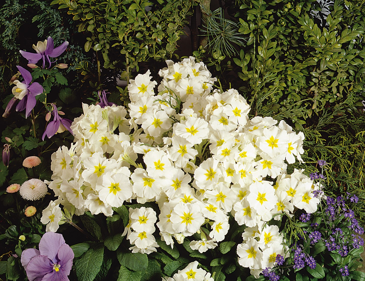 Primula elatior F1 Crescendo Weiß