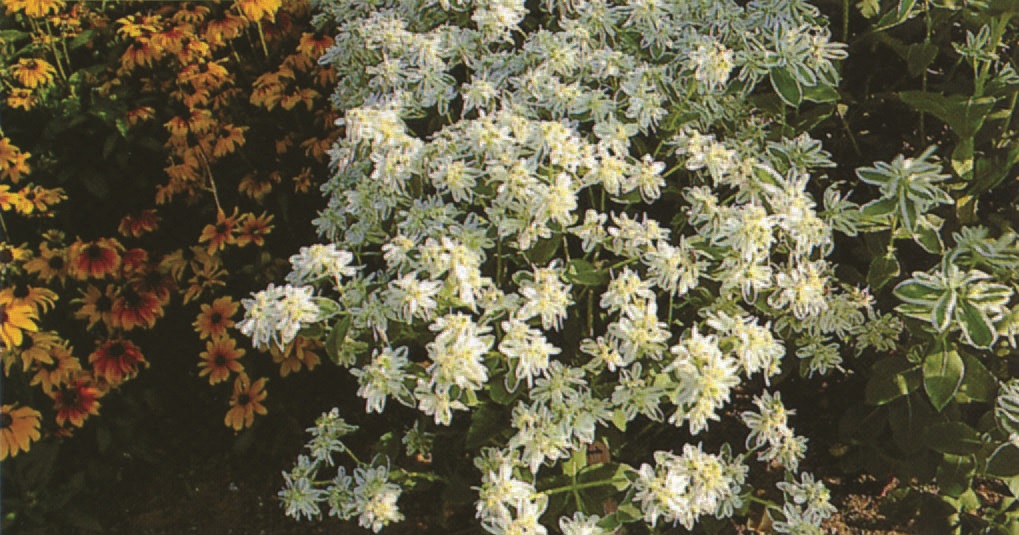 Euphorbia marginata  Bergschnee