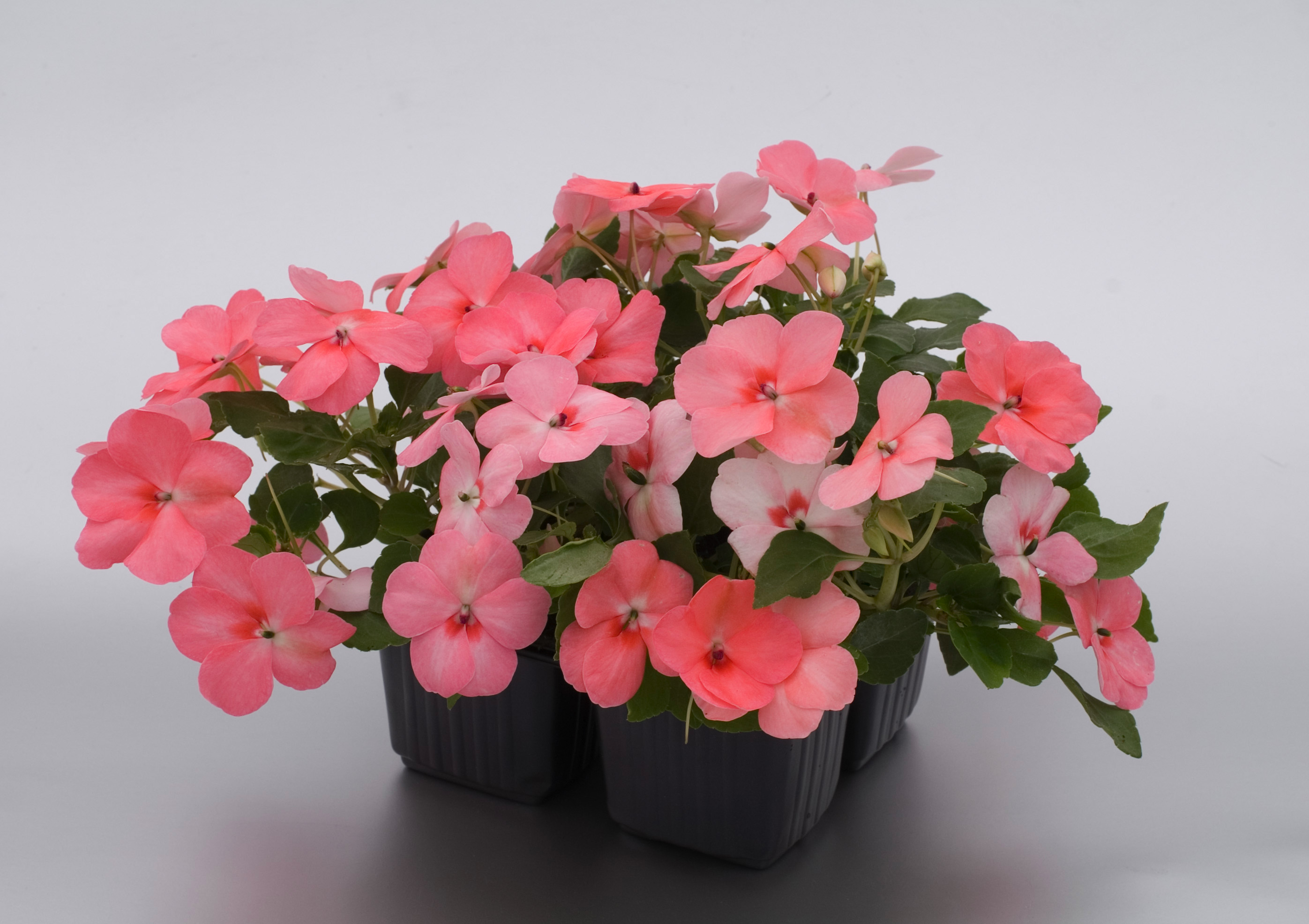 Impatiens walleriana F1 Balance Coral