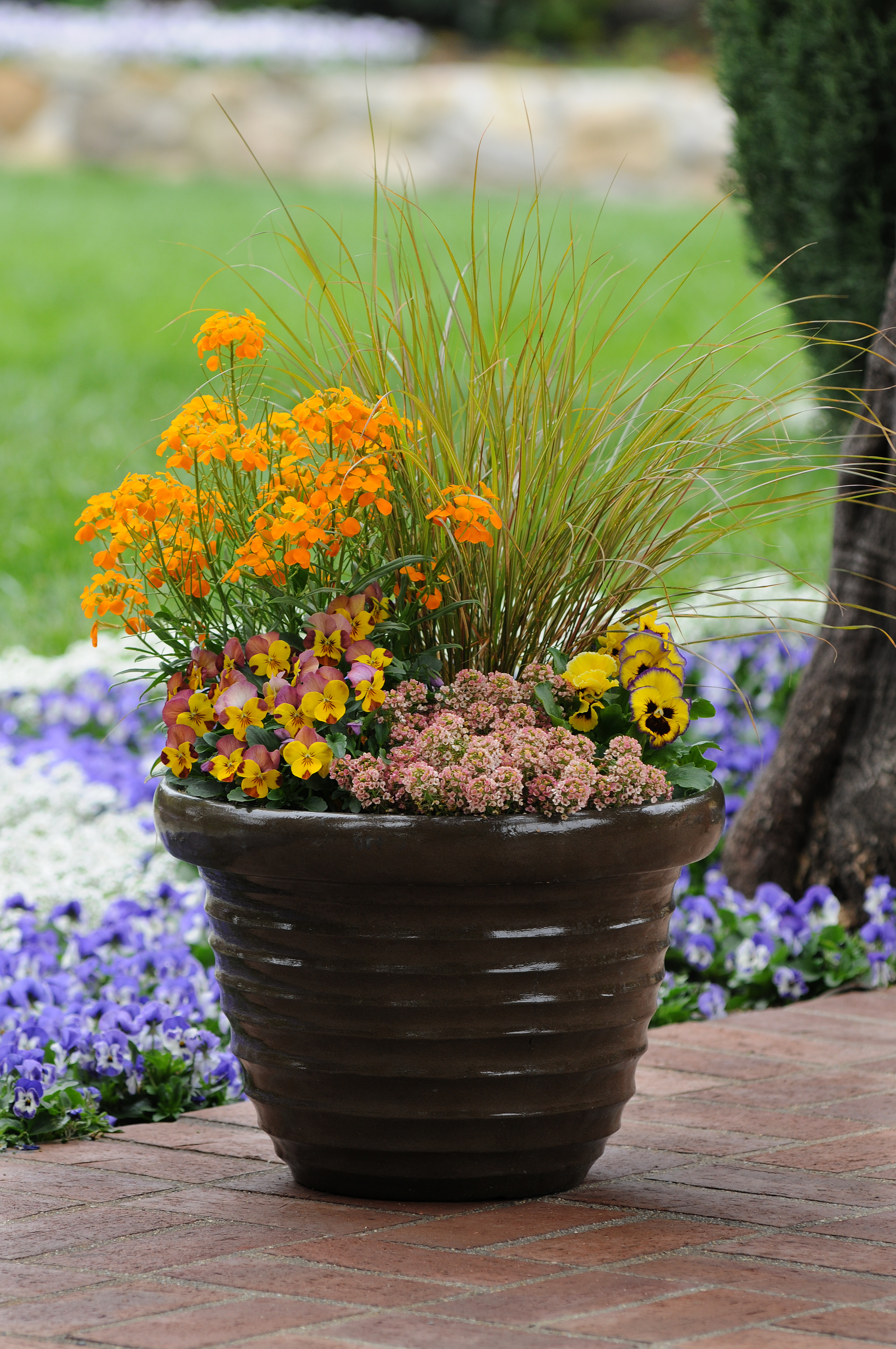 Erysimum allionii Citrona Orange