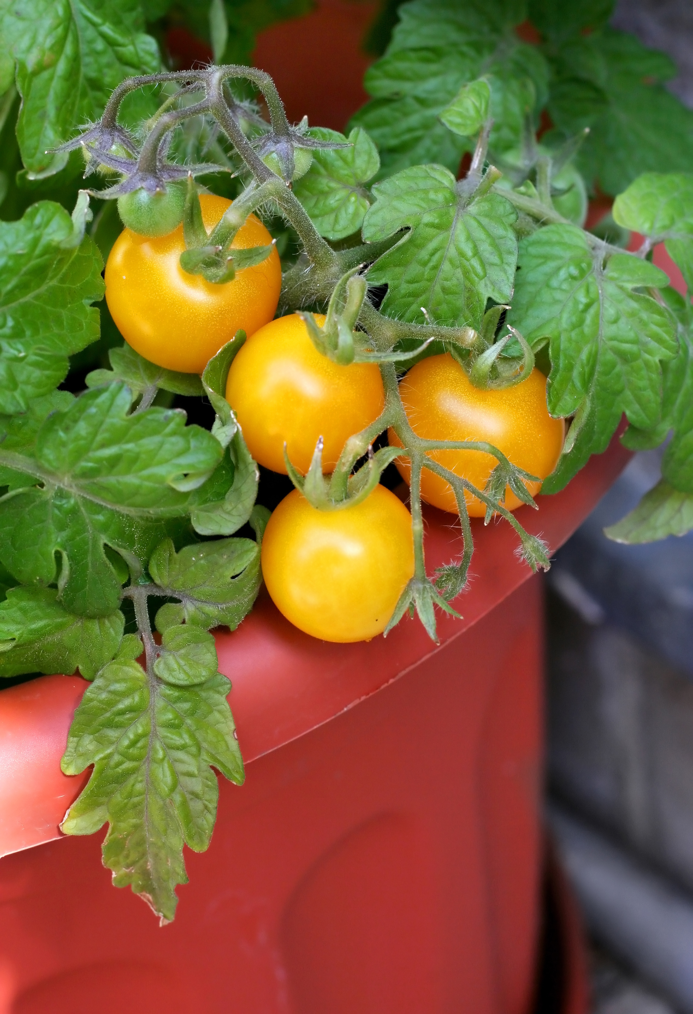 Tomaten Tumbling Tom Gelb