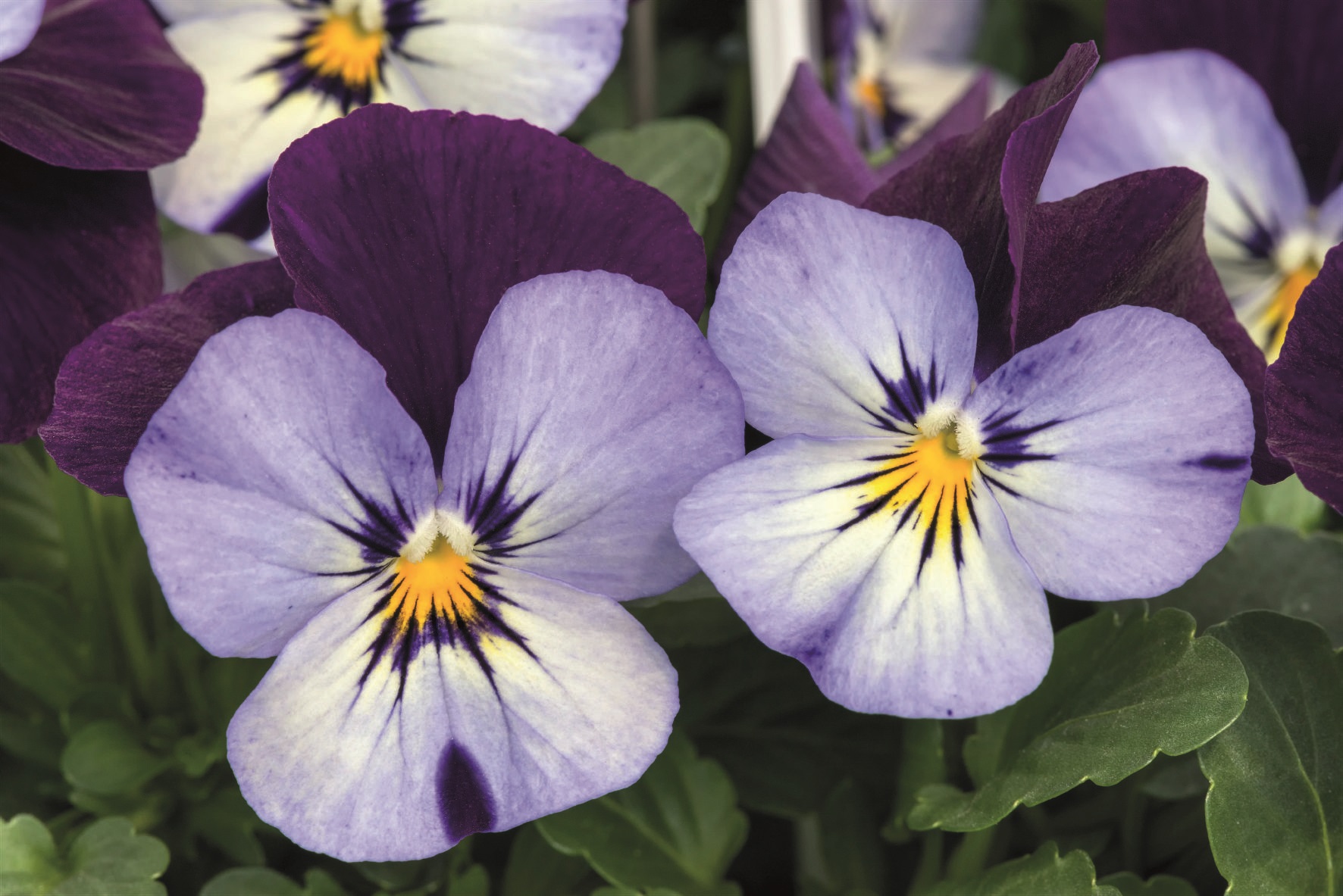 Viola cornuta F1 Admire Neon Purple Wing