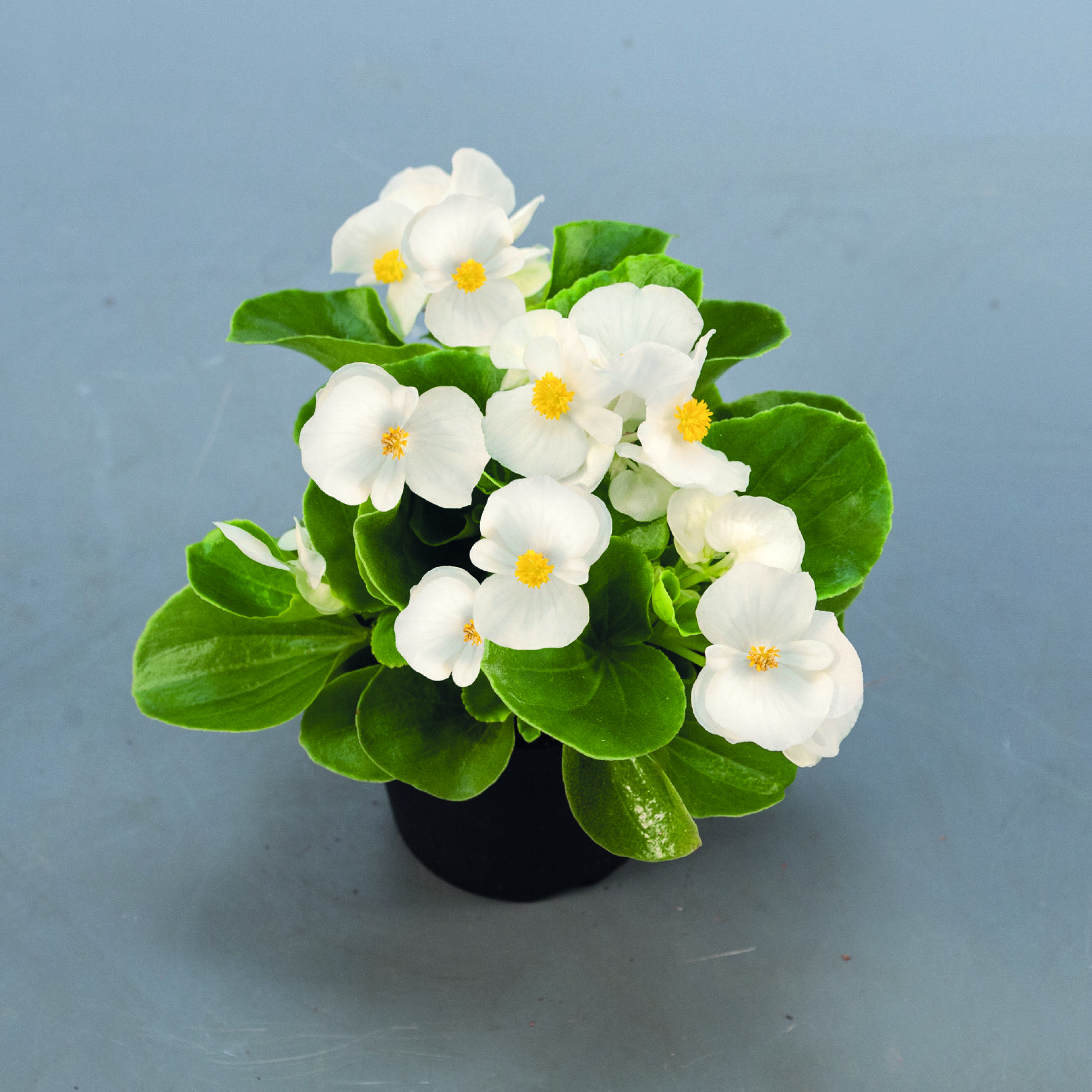 Begonia semperflorens F1 Sprint Plus Weiß, pilliert