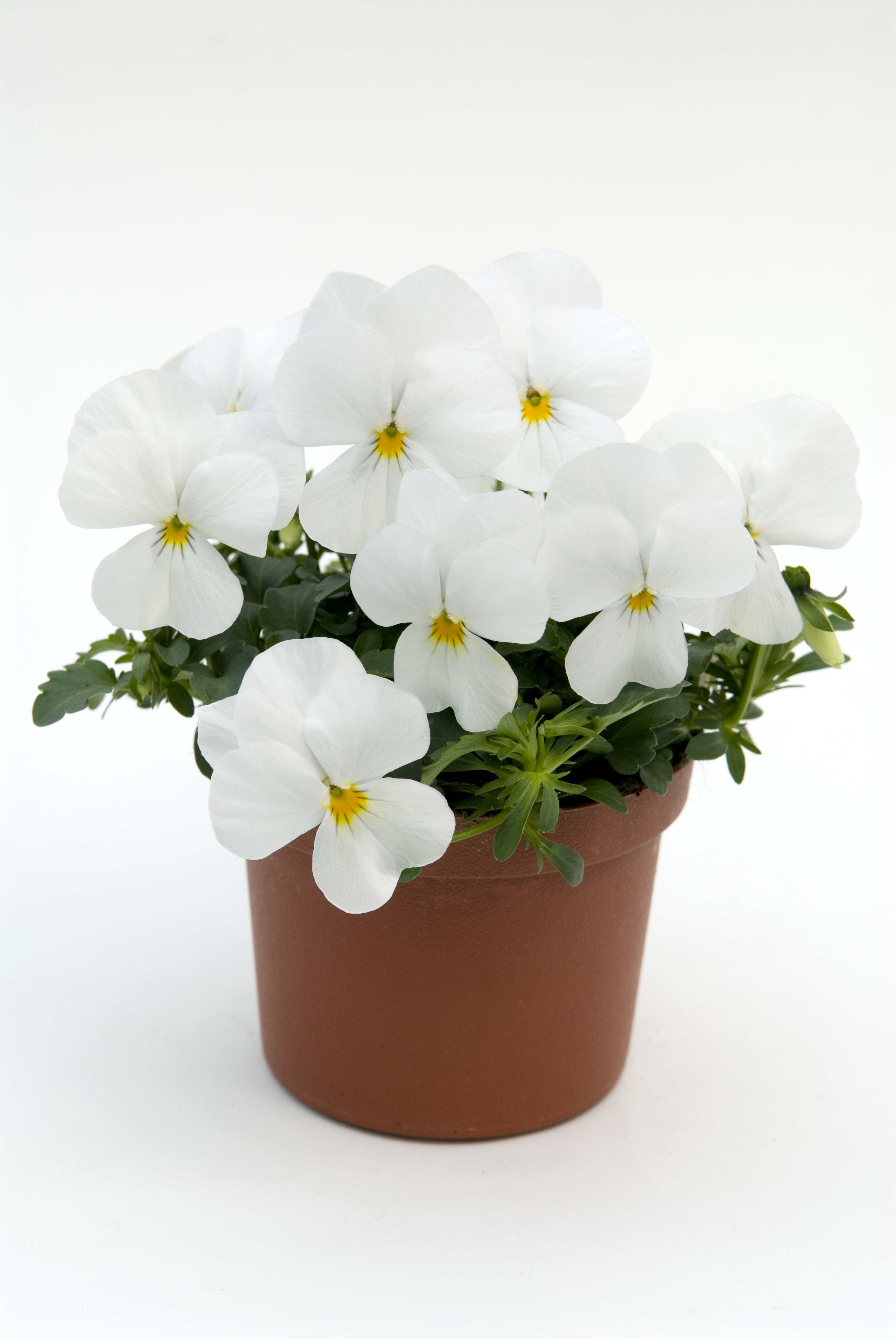 Viola cornuta F1 Sorbet XP Reinweiß
