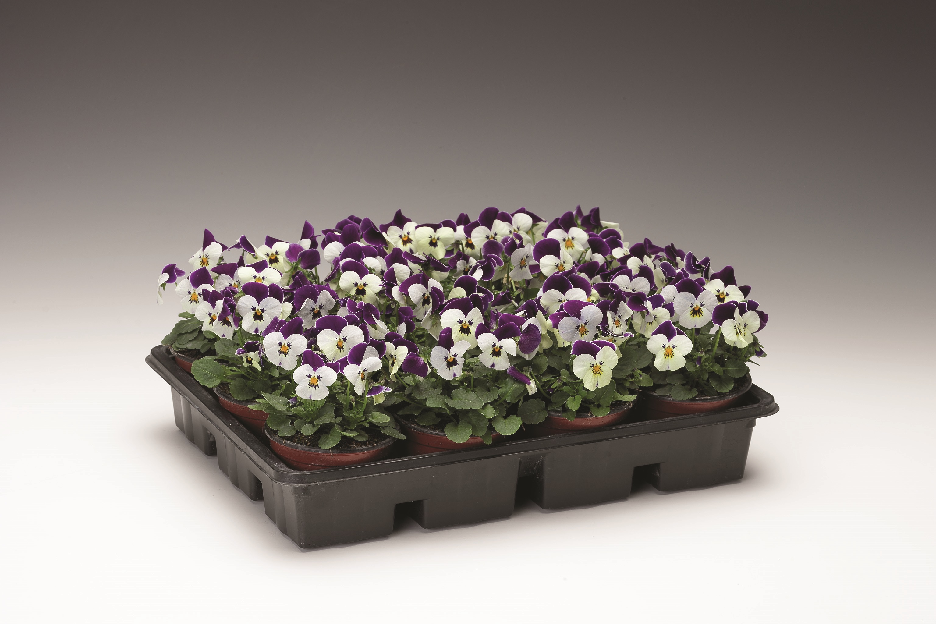 Viola cornuta F1 Penny White Jump up