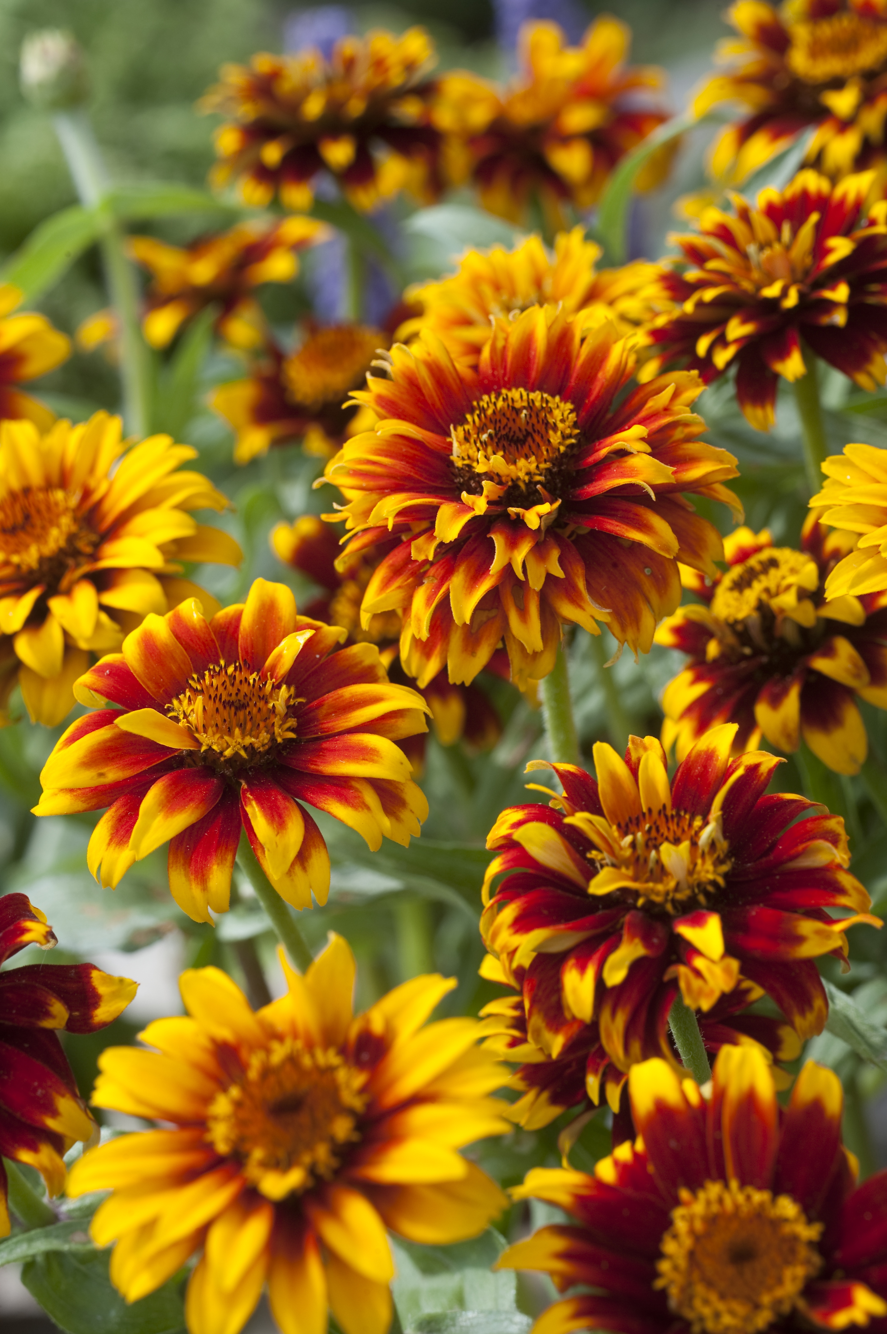 Zinnia angustifolia Old Mexiko