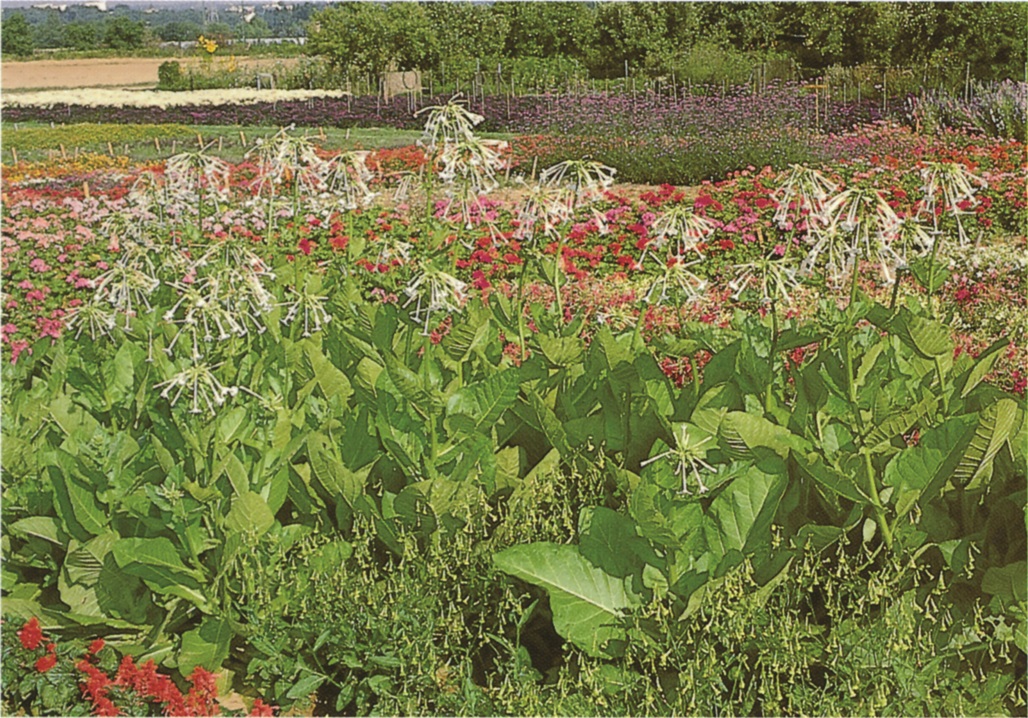 Nicotiana x sanderae sylvestris