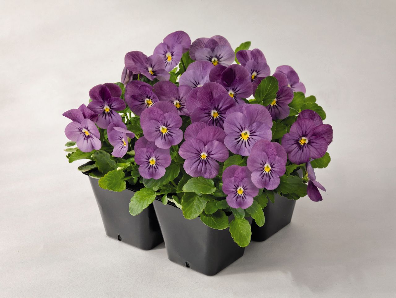 Viola cornuta F1 Admire Pink