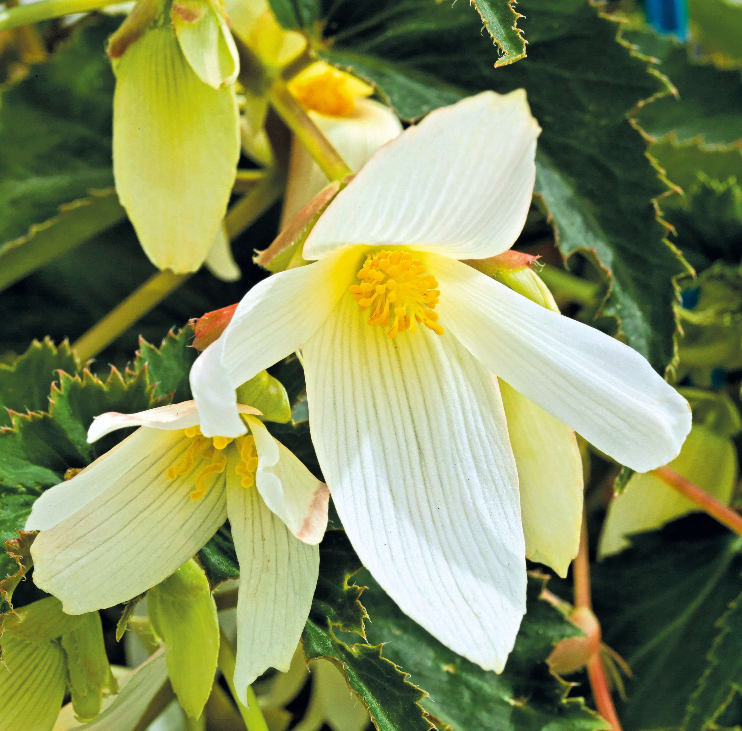 Begonia boliviensis F1 Santa Barbara Weiß, pilliert