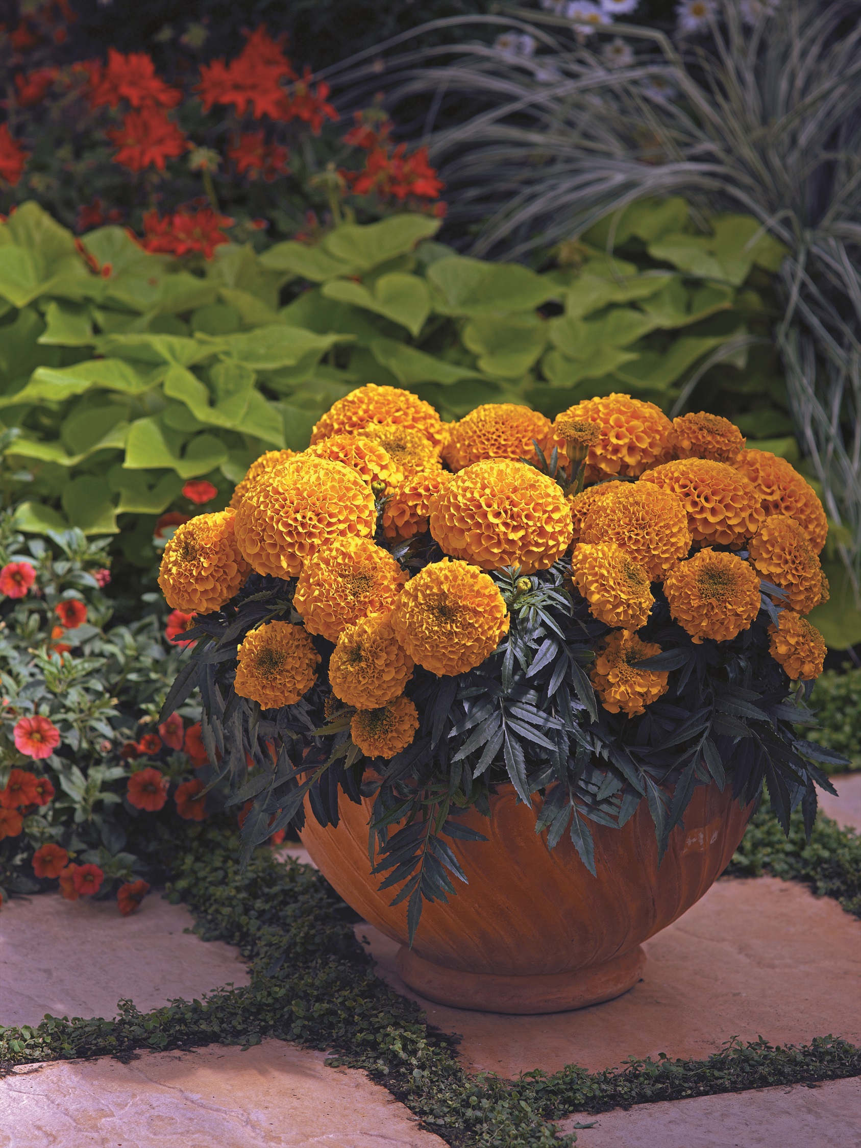 Tagetes erecta F1 Antigua Orange