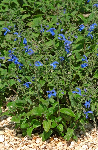 Salvia patens Oxford Blue